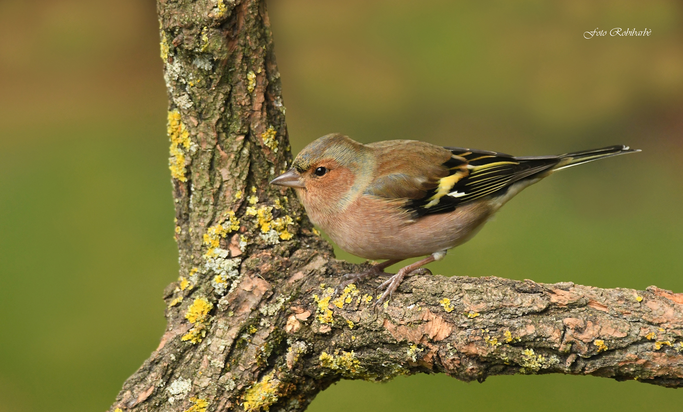 Chaffinch...