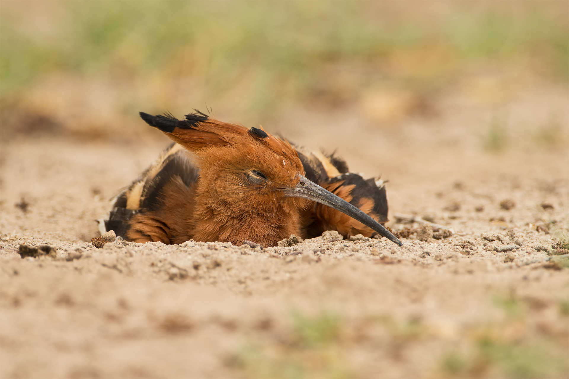 Upupa africana (African hoopoe)