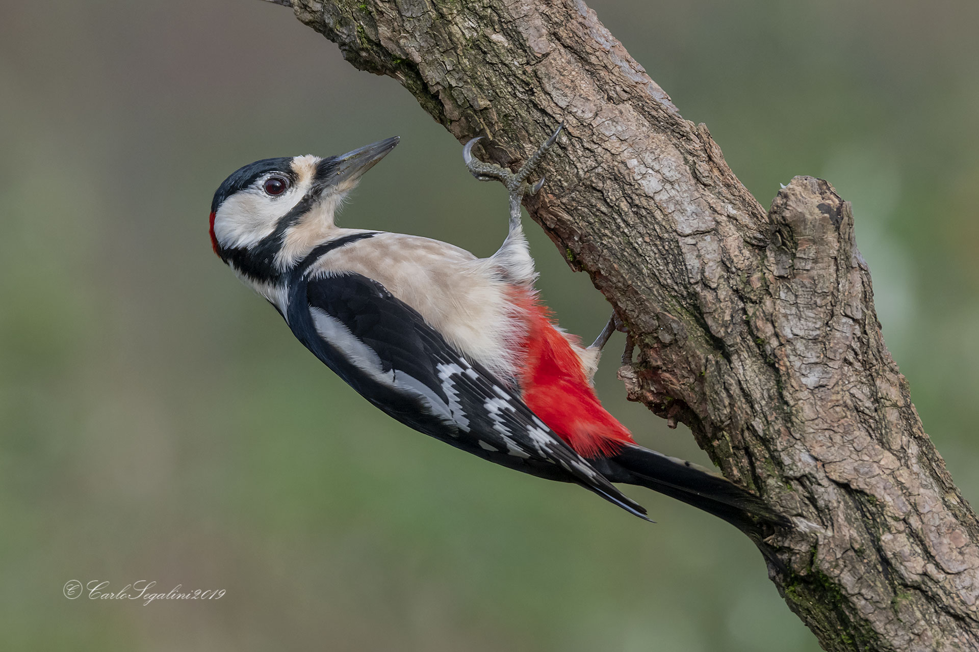 Picchio rosso maggiore