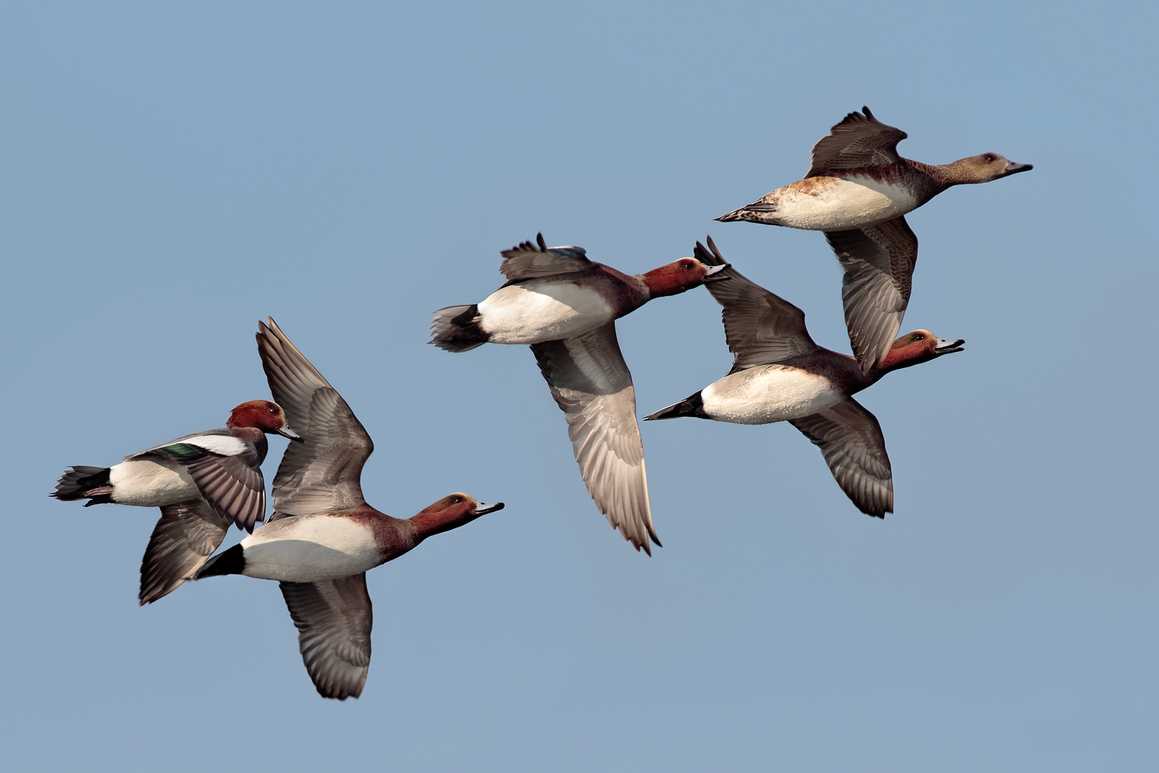 The Love of the Whistles