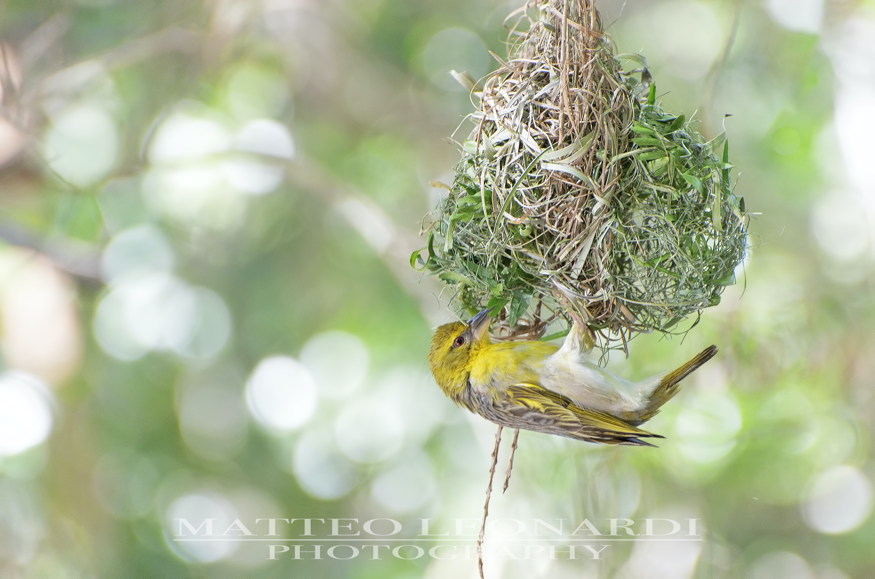 Masked Weaver - Mauritius