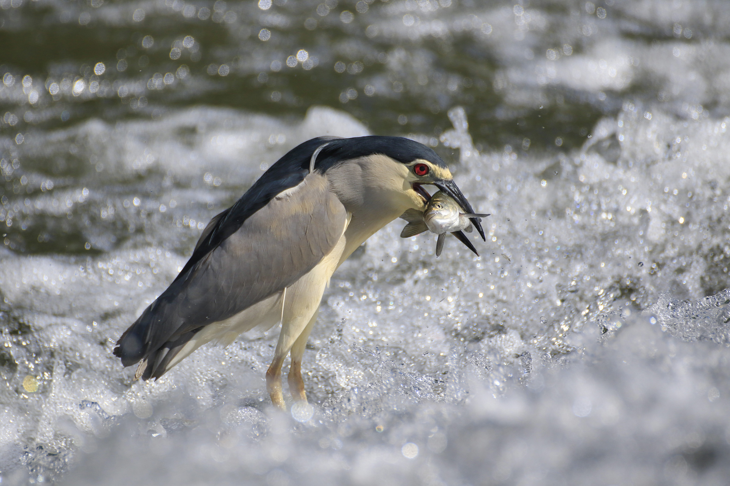 la pesca della nitticora