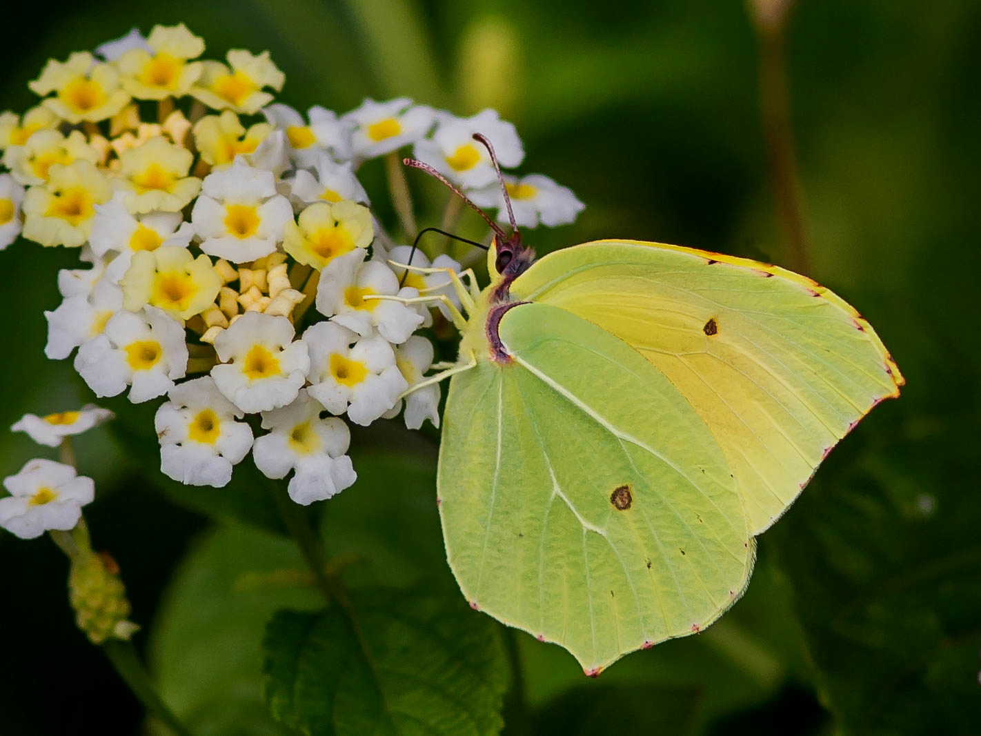 Cedarnella (Gonopteryx rhamni)