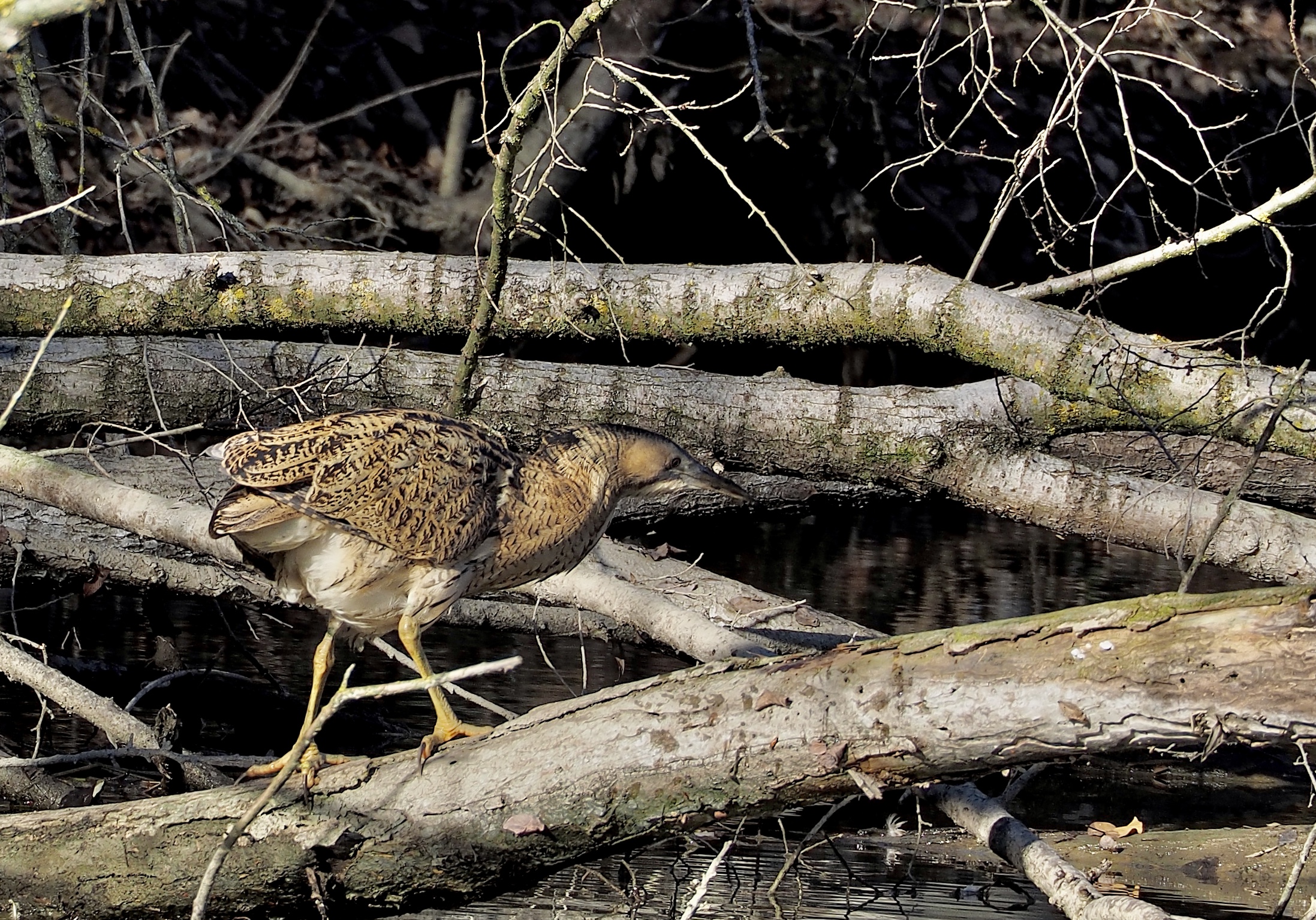 Tarabuse on the hunt