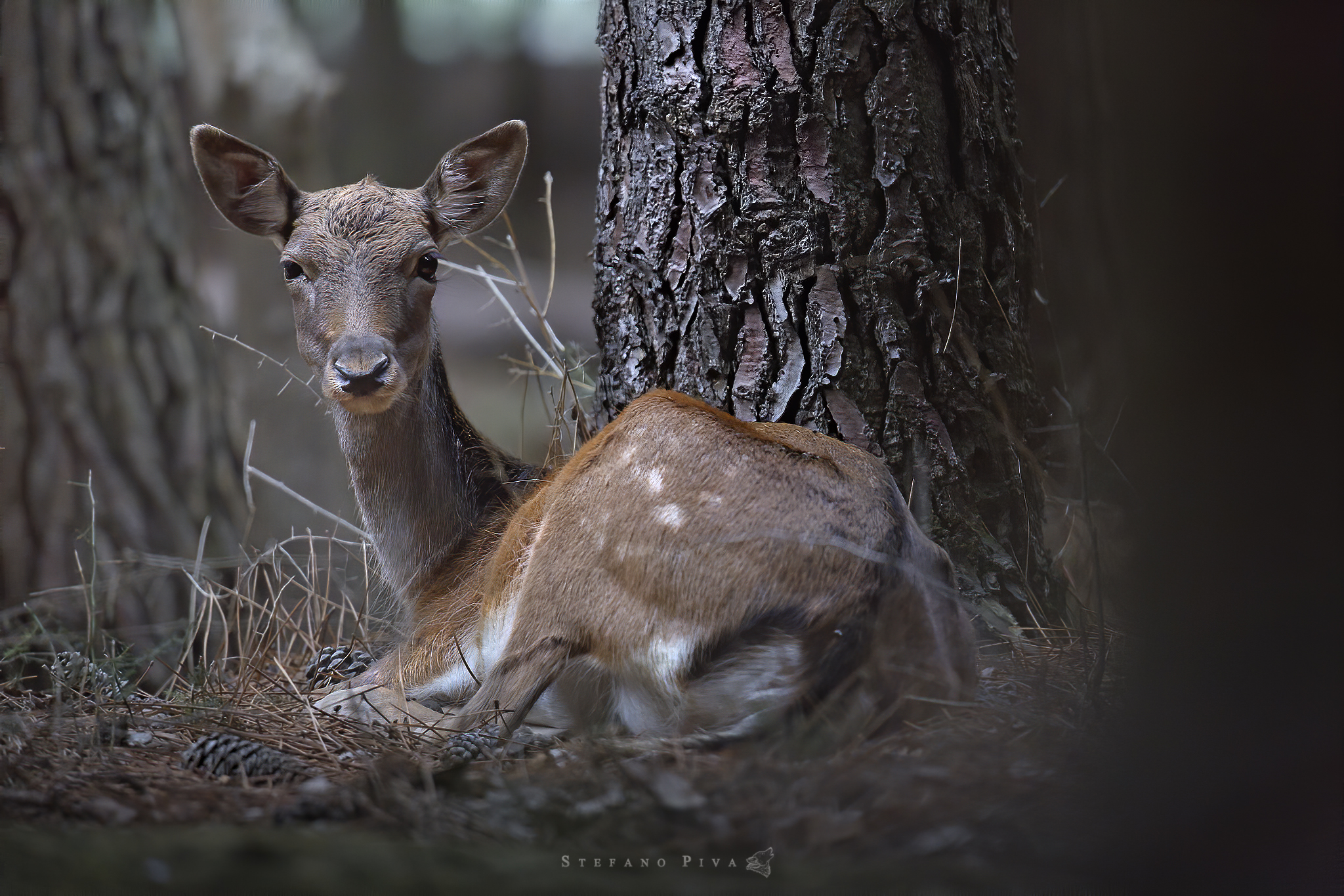 Fallow Deer in the pine forest