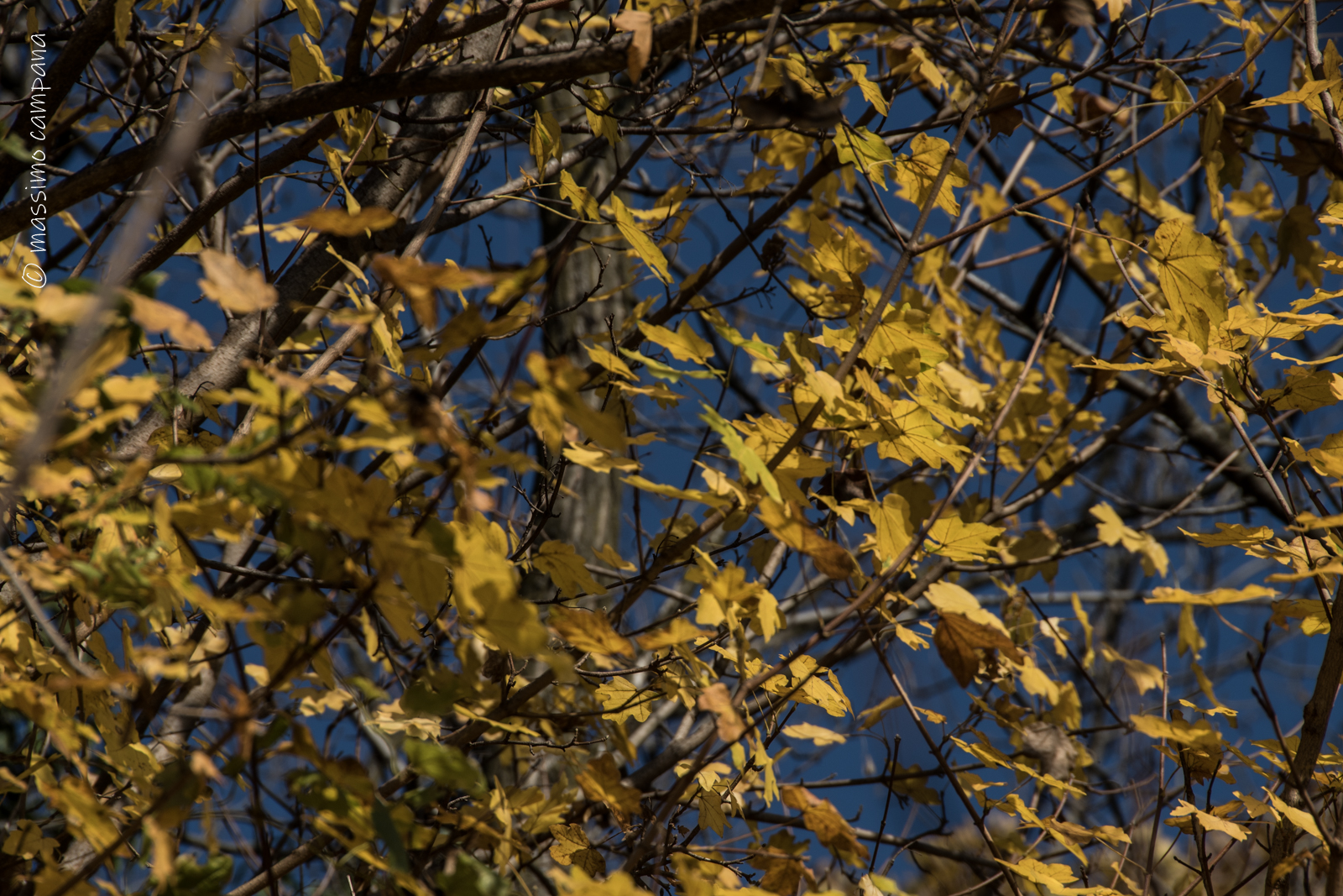 complementary colors