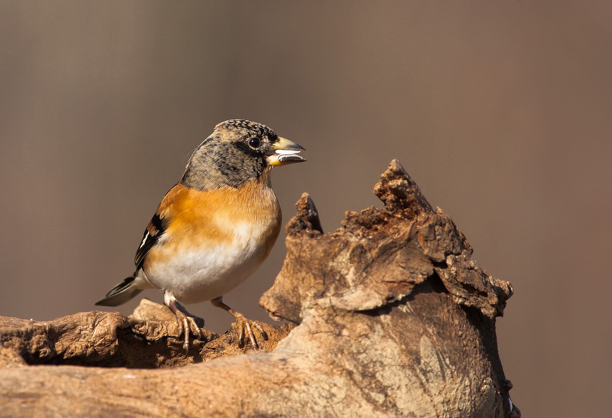 Brambling