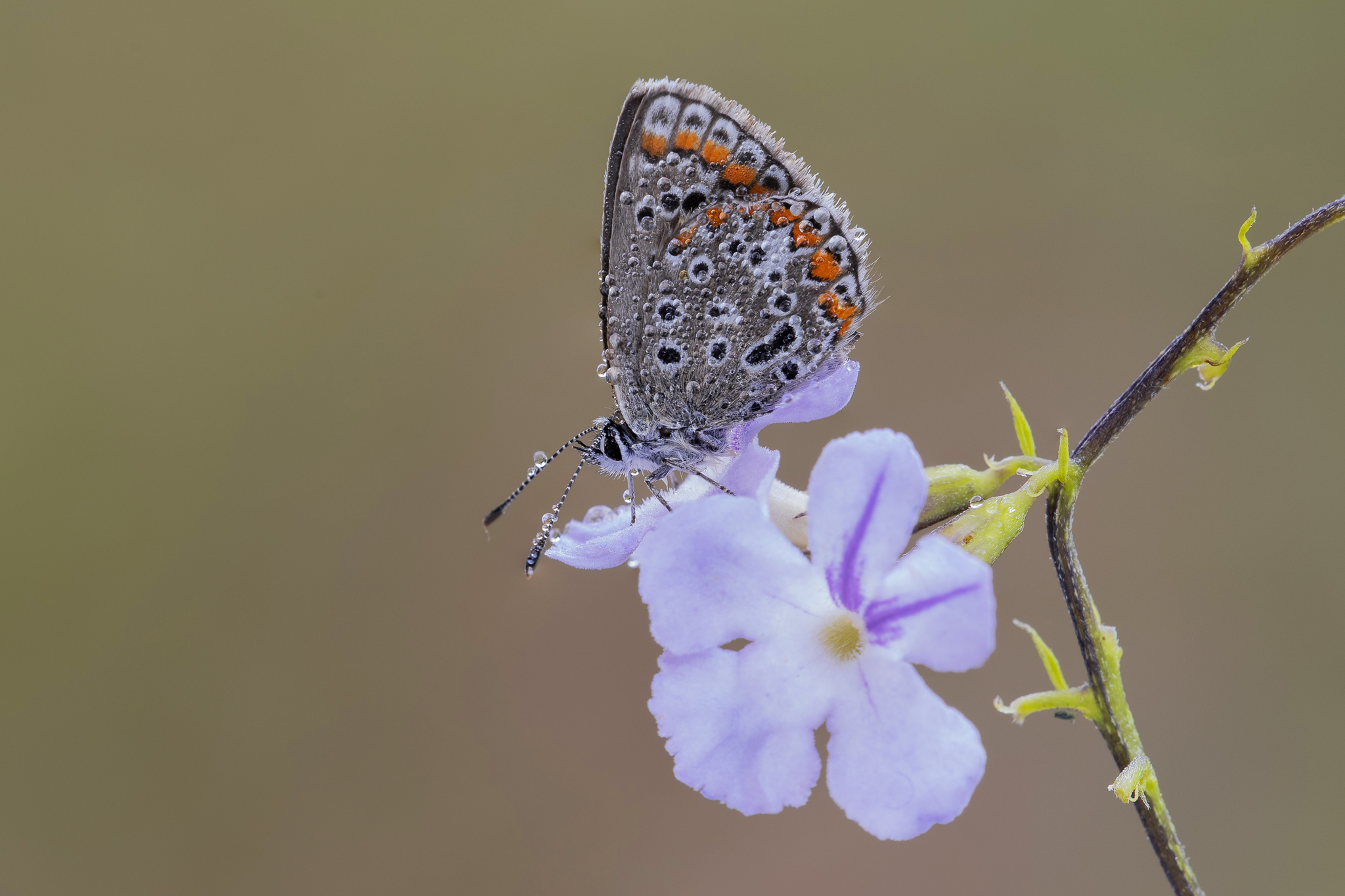 Polyommatus icarus