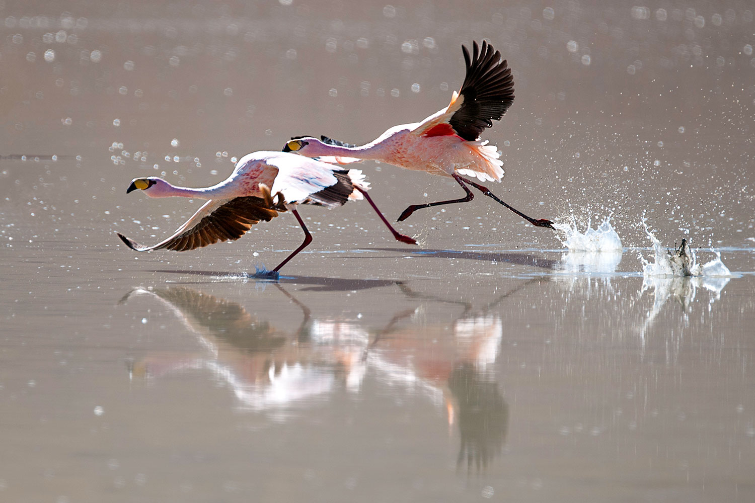 Fenicotteri alla Laguna Hedionda
