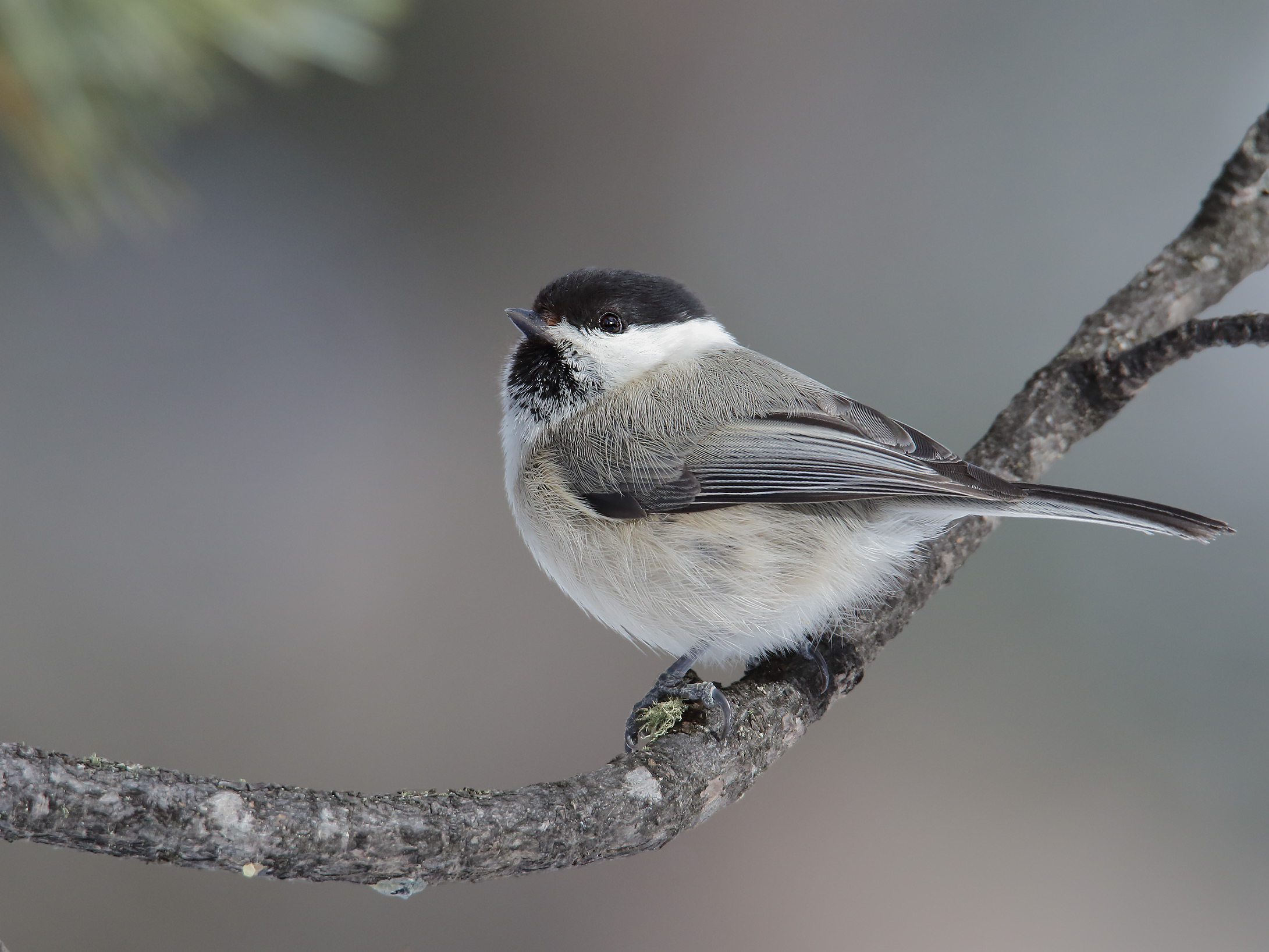 Cincia bigia (parus palustris)