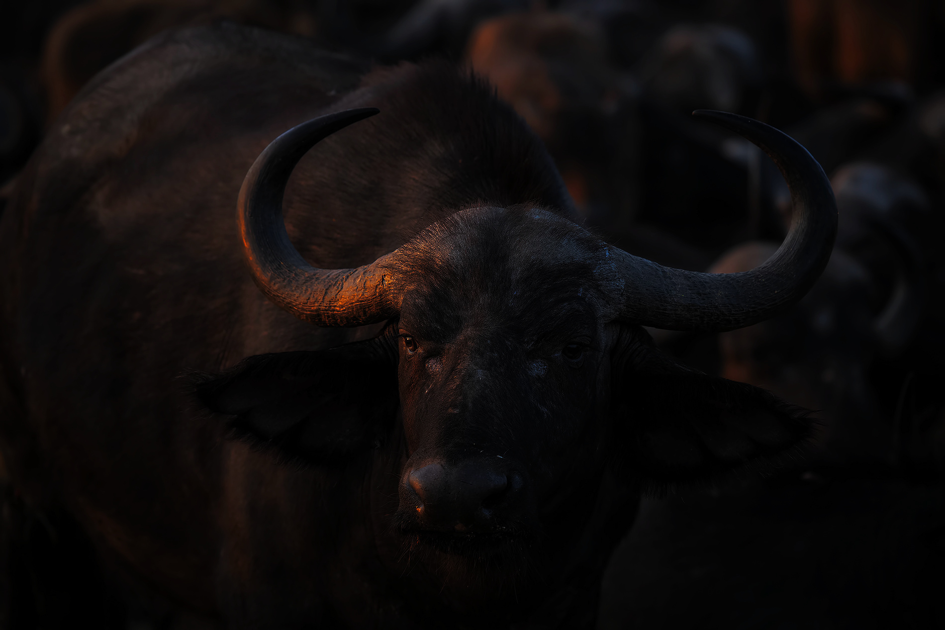 Balule Game Reserve South Africa