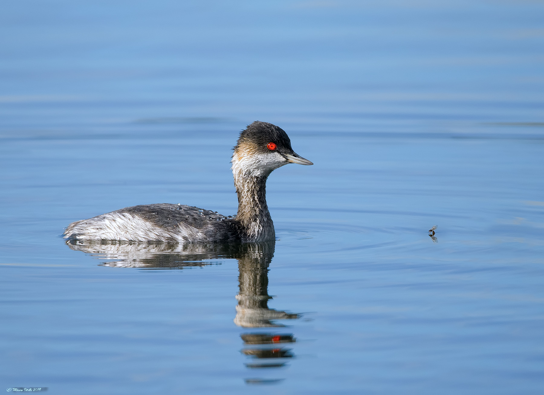 Small vase (Podiceps nigricollis)