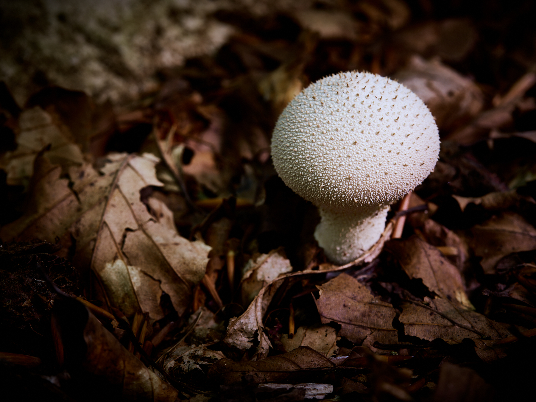 Lycoperdon perlatum