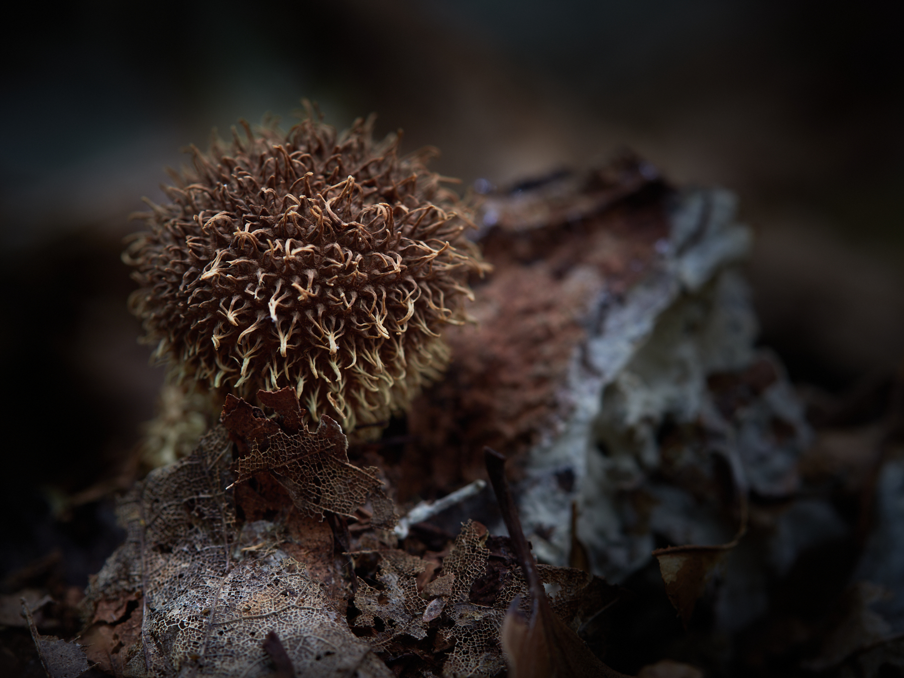 Lycoperdon echinatum