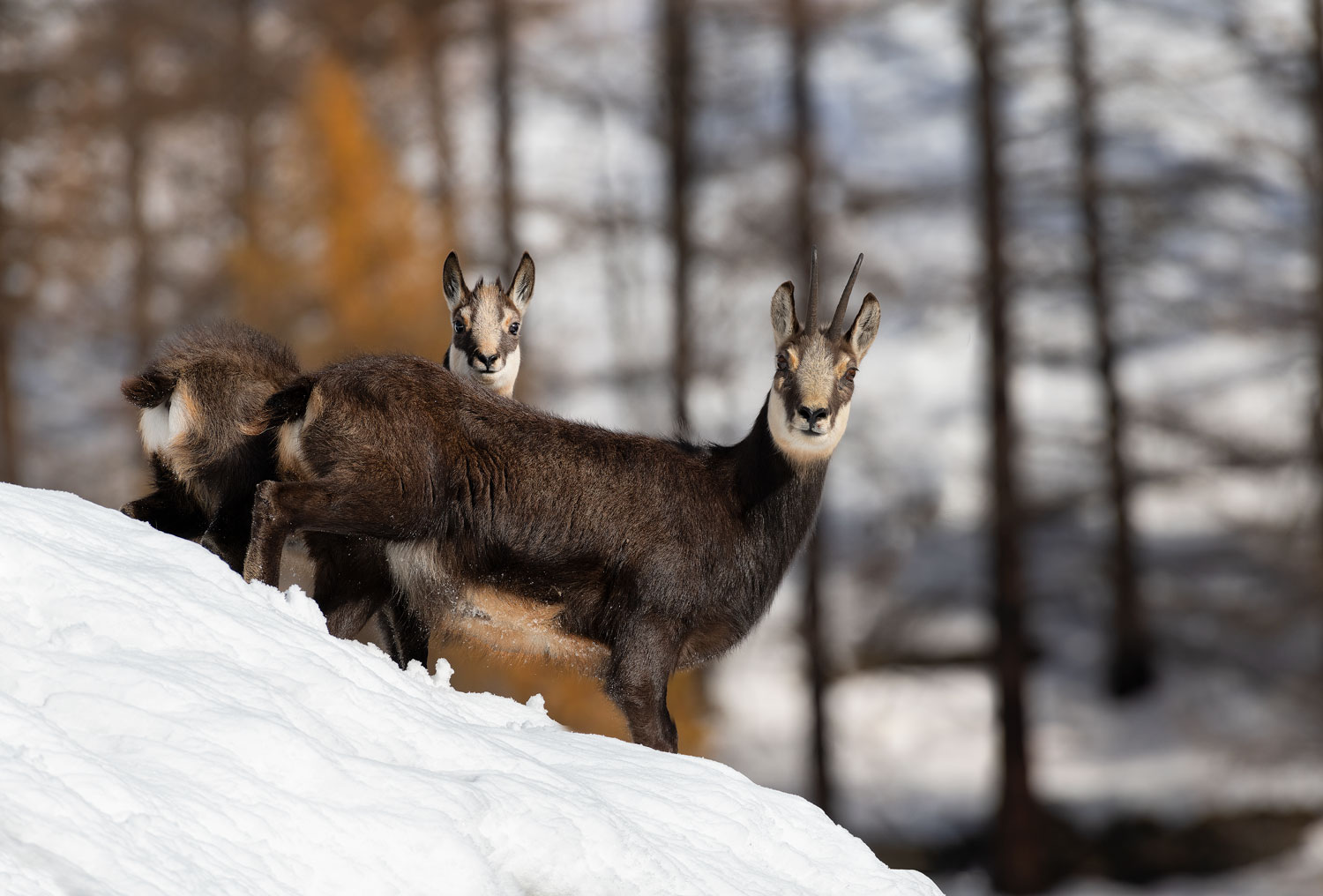 Chamois