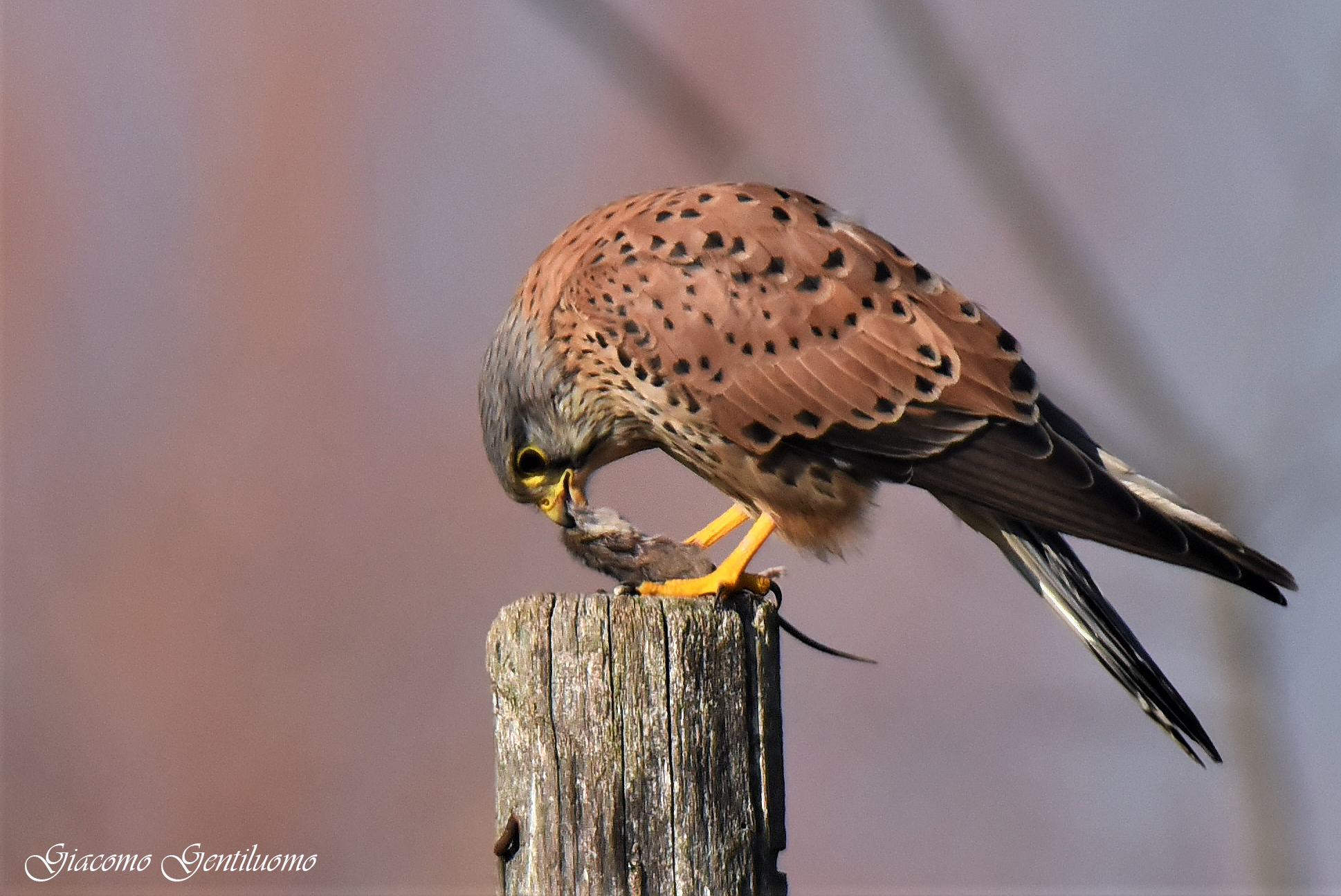 la testa alzò dal fiero pasto