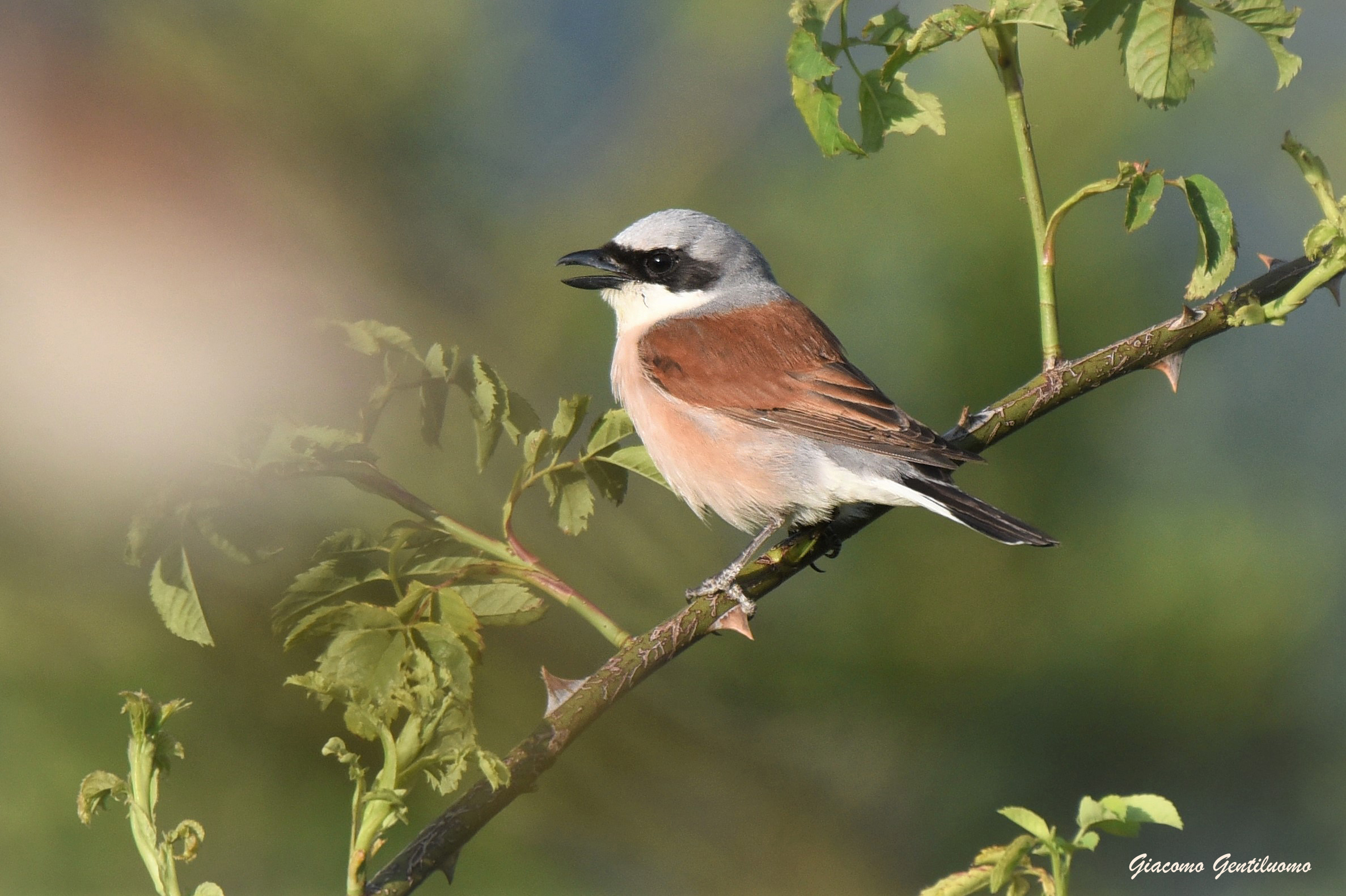 Averla del monte Labbro