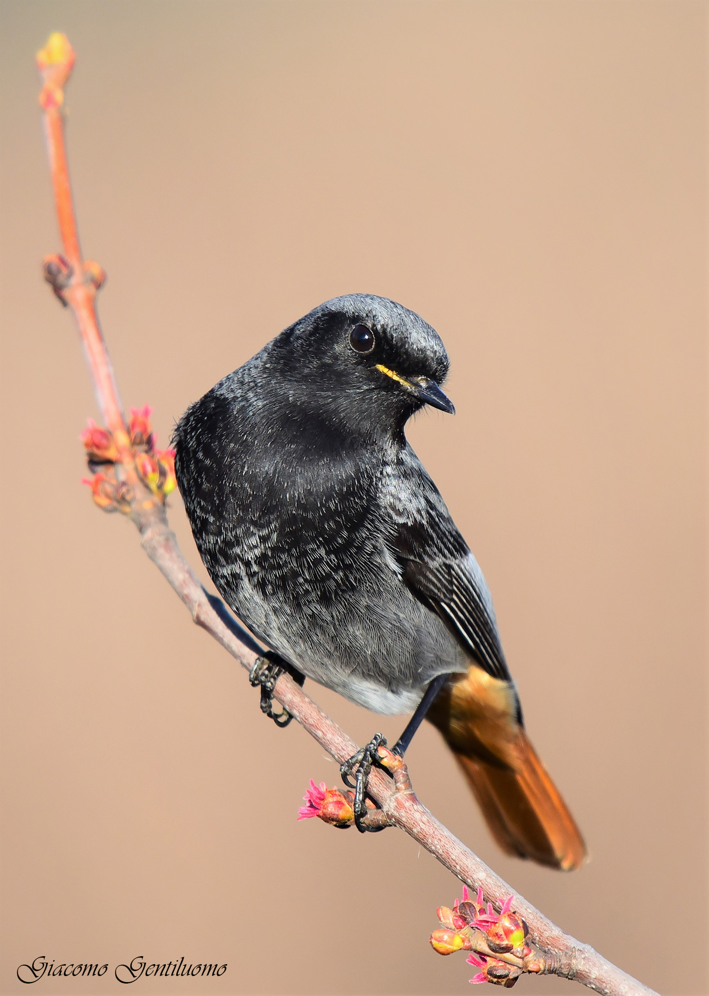 Codirosso spazzacamino