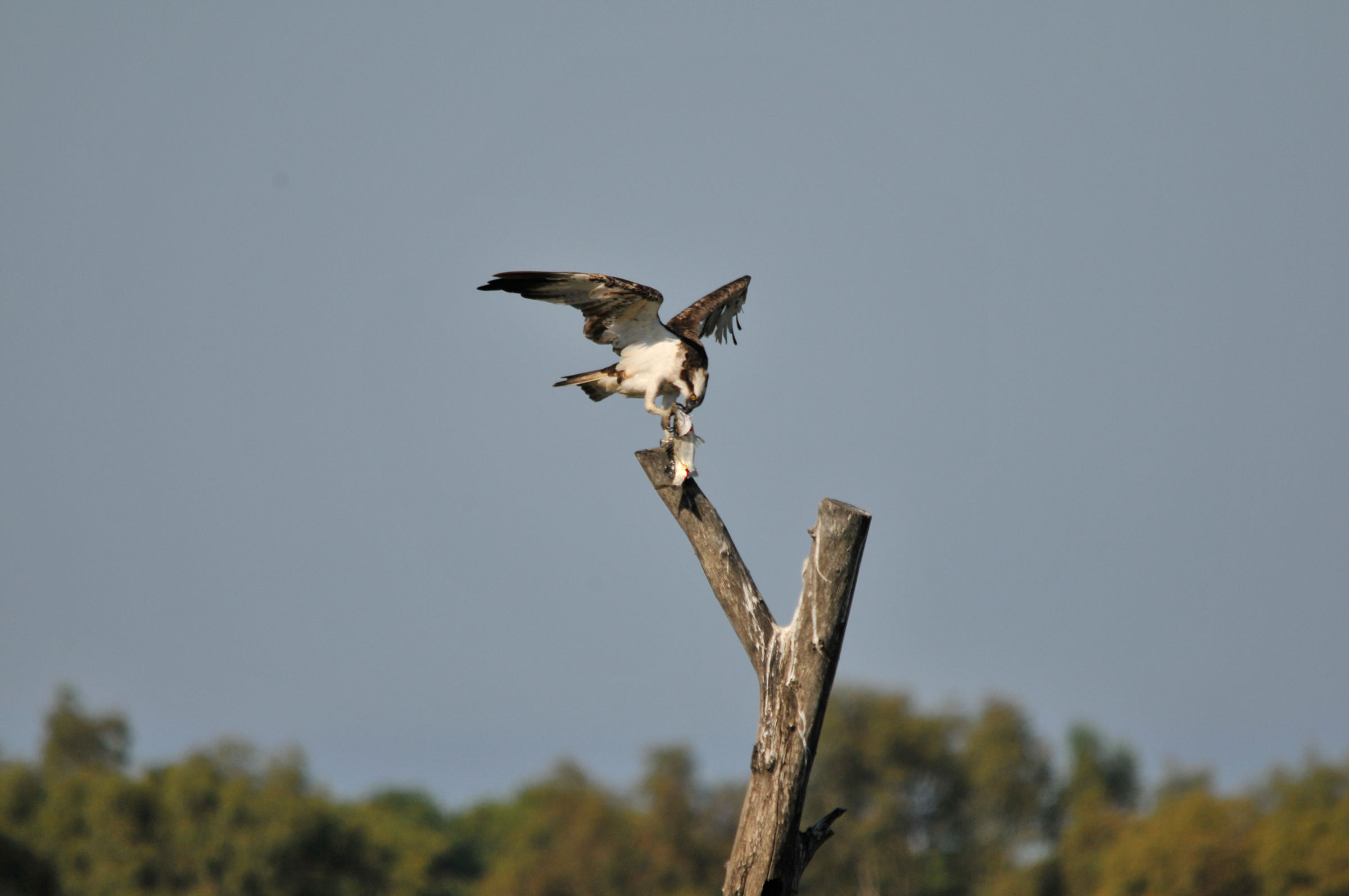 finalmente si mangia