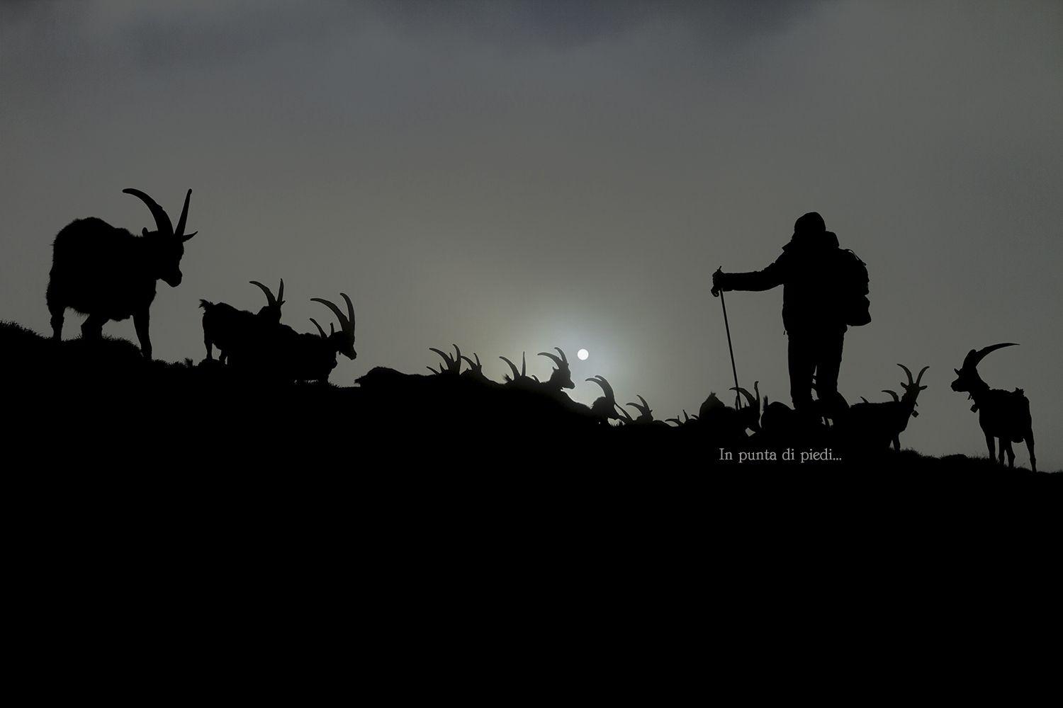 Il Pastore e le sue Capre - Capra hircus