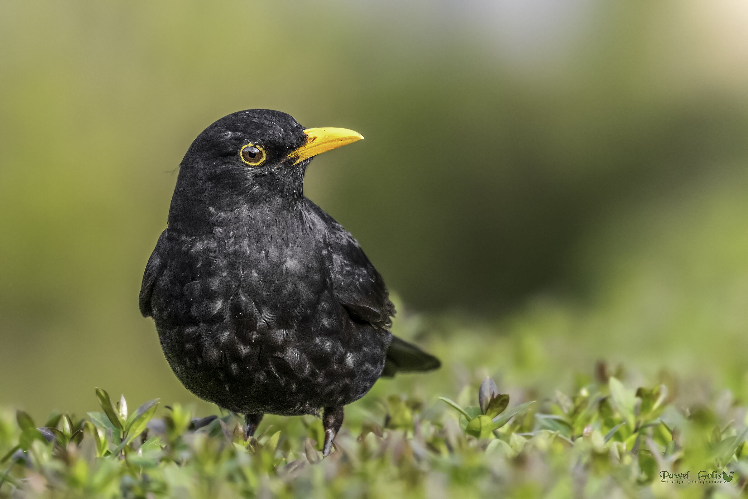 Uccello nero comune (Turdus merula)