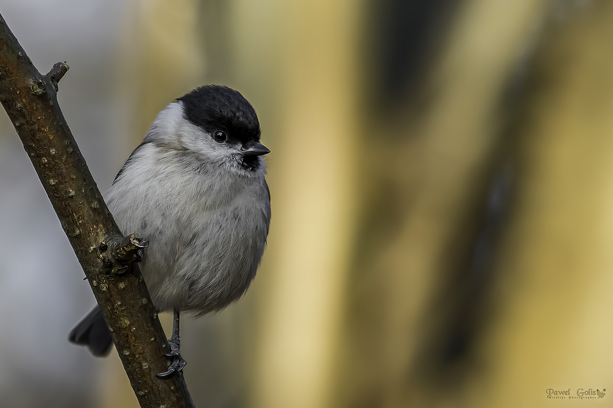 Tit di palude (Parus palustris)