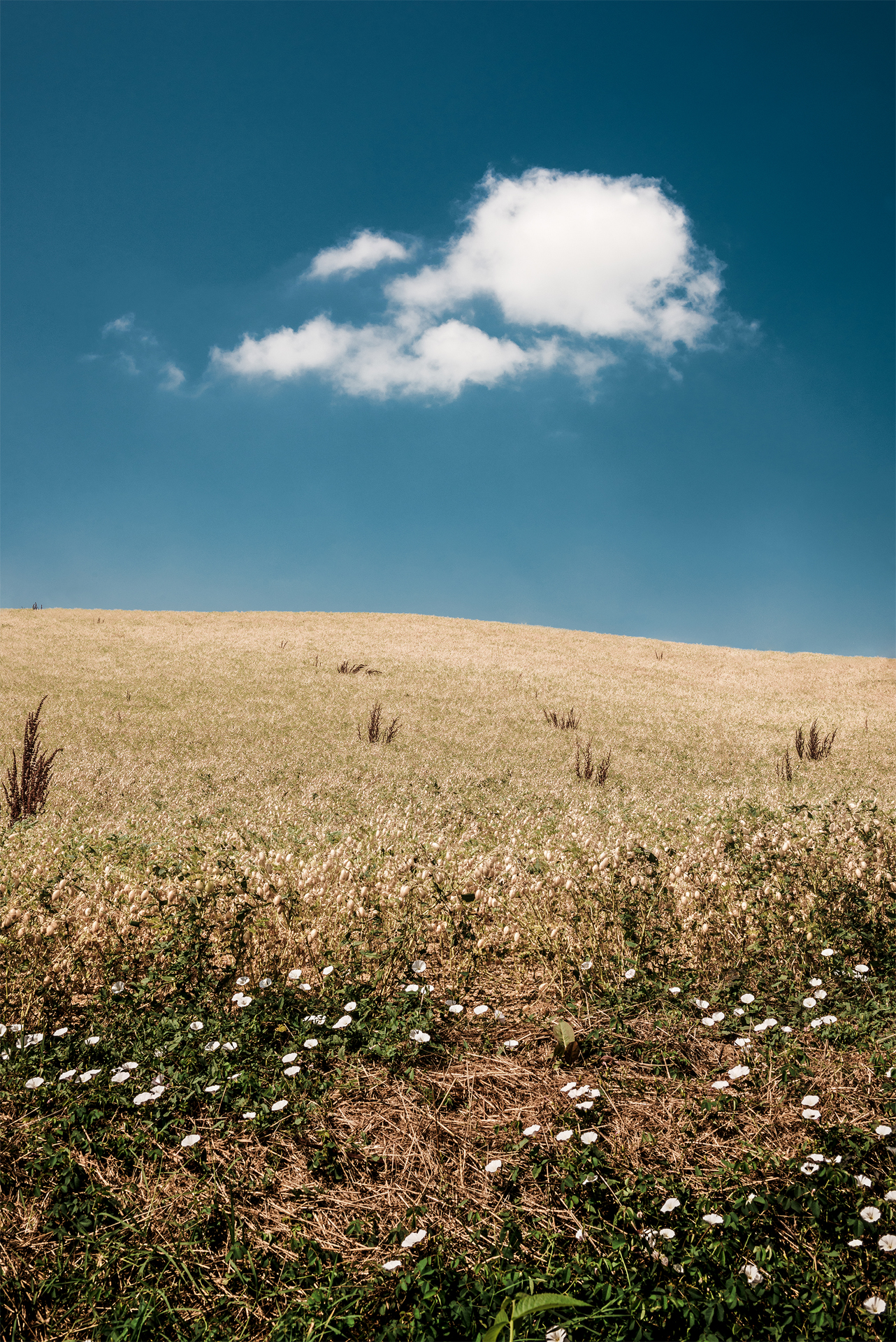 Nuvola bianca in un campo di ceci - Mombaldone