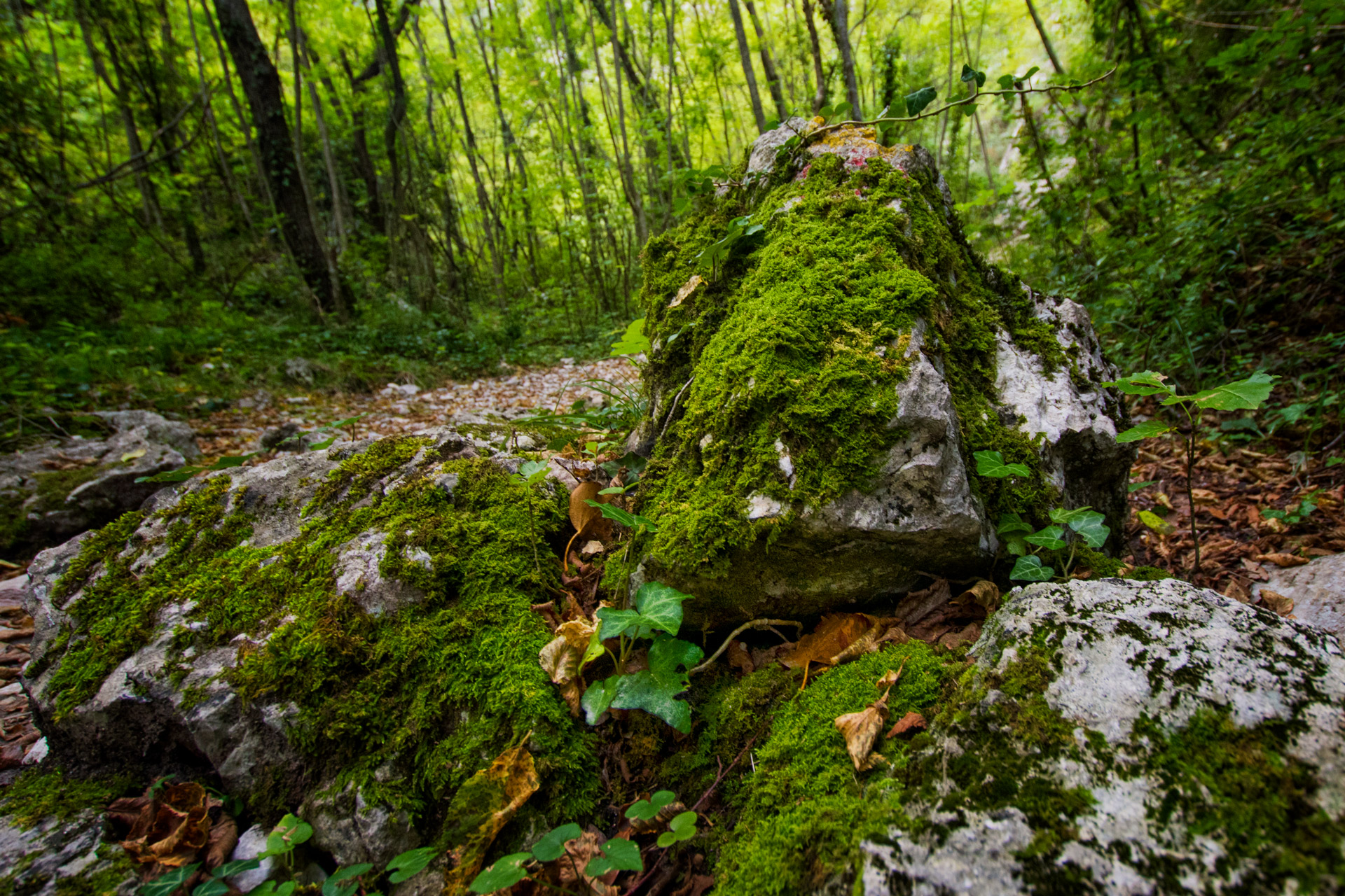Salinello Gorge regional reserve