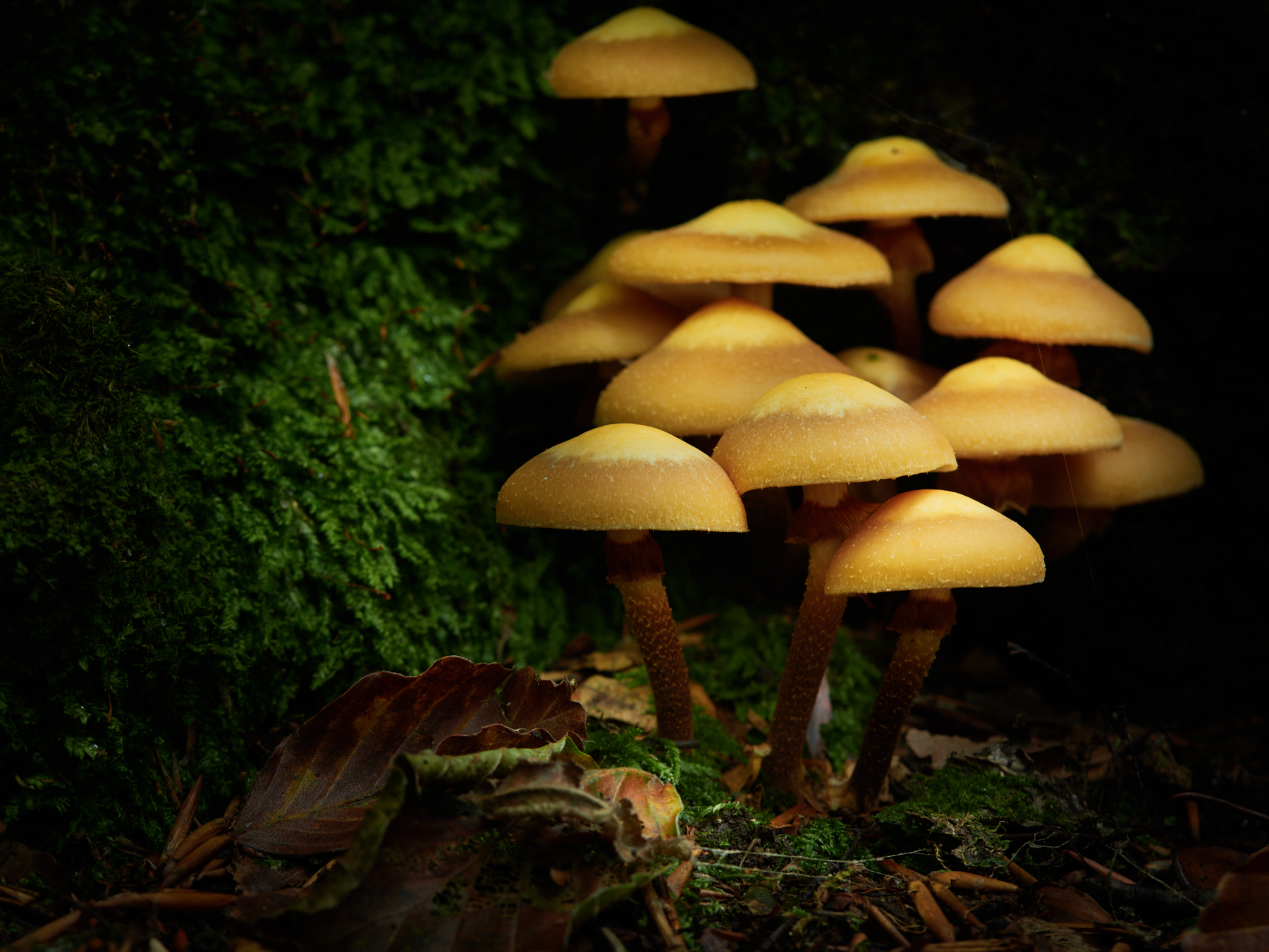 Hypholoma fasciculare