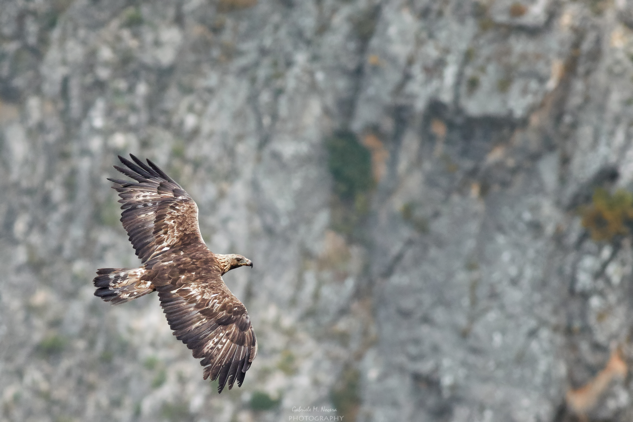 Aquila Reale, Sicilia 2019