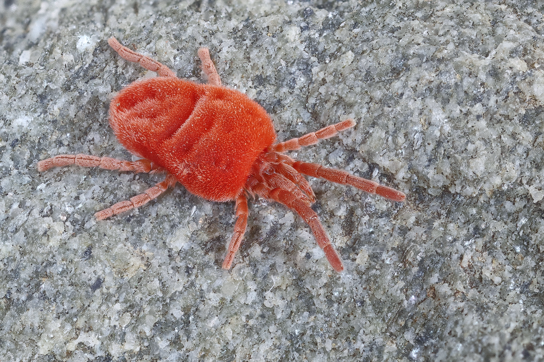 Trombidium olosericeum