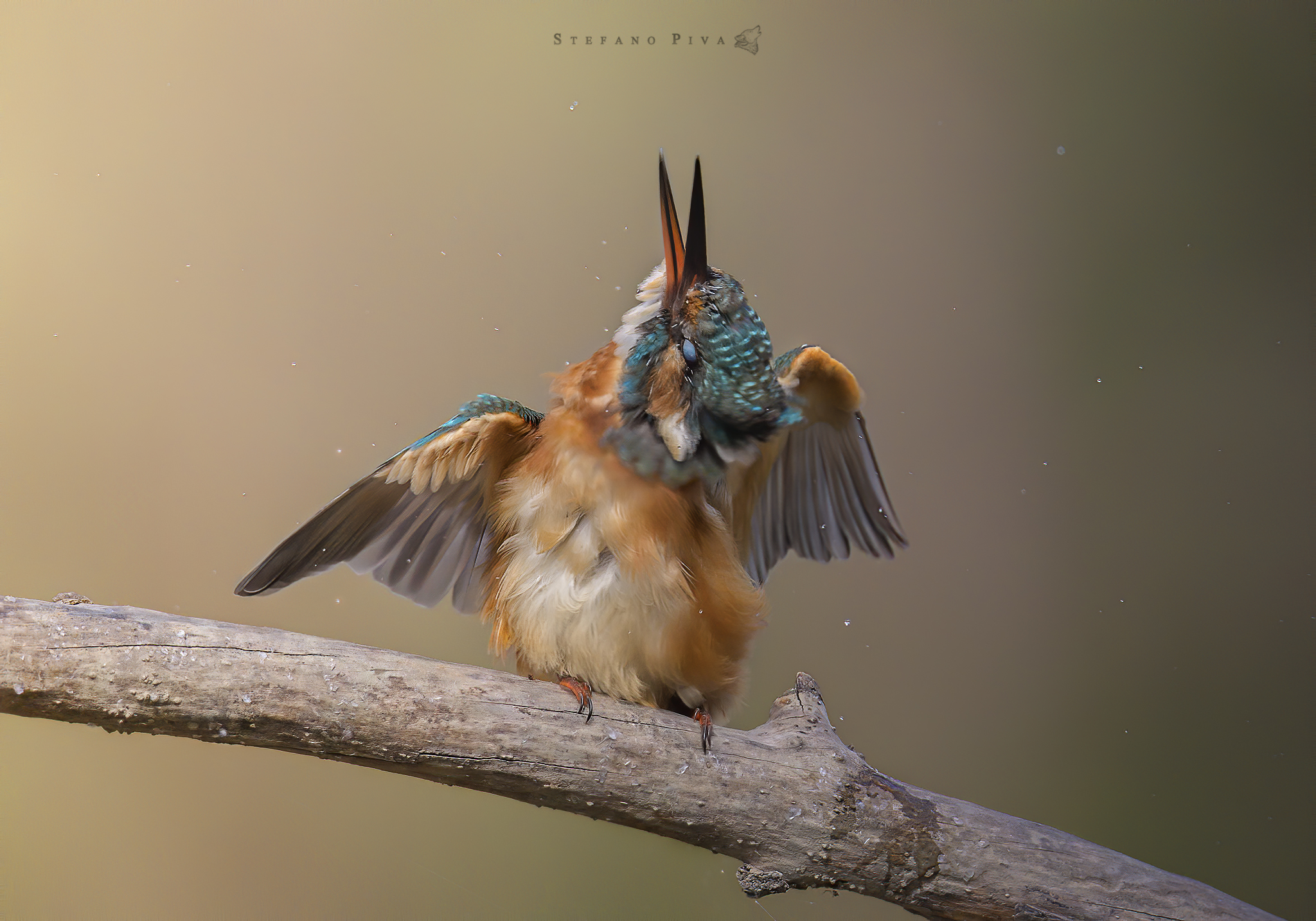 Martina contorsionista