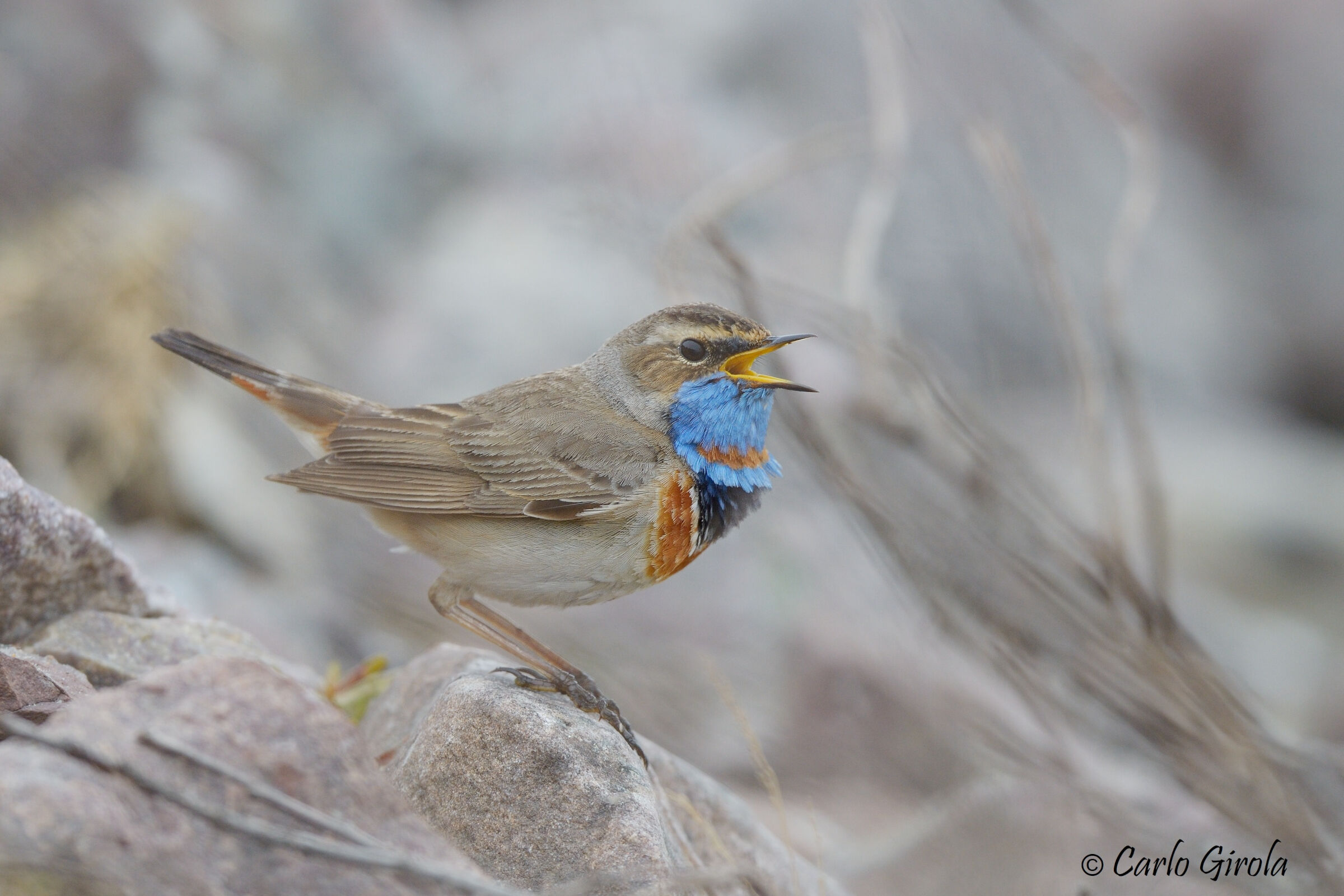 Pettazzurro (Luscinia svecica)