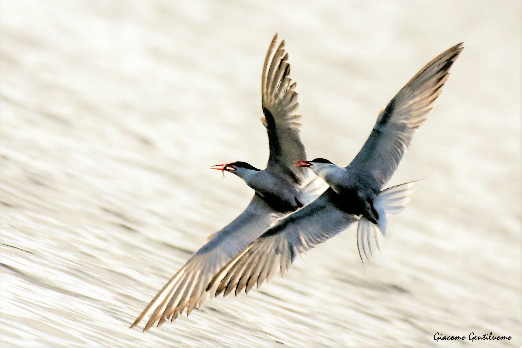 sterne in volo sincronizzato