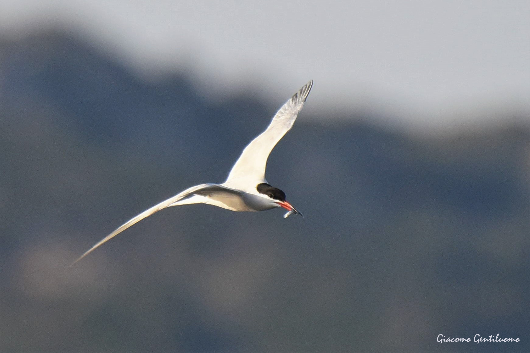 sterne con pesciolino