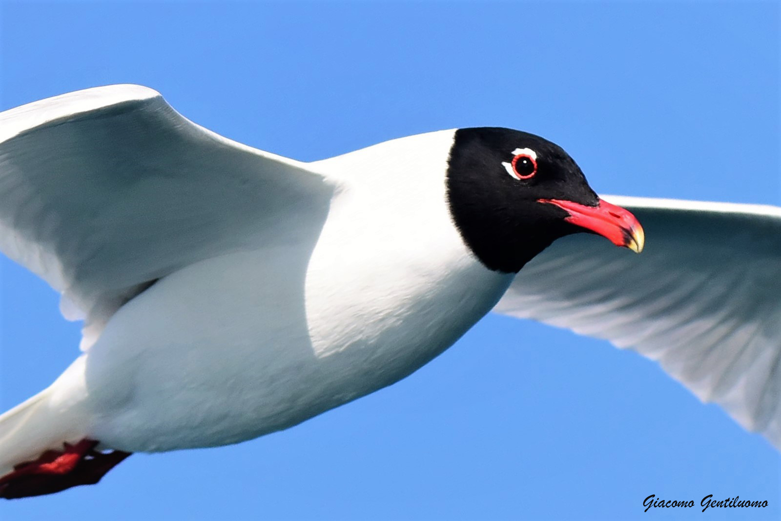 gabbiano corallino (particolare)