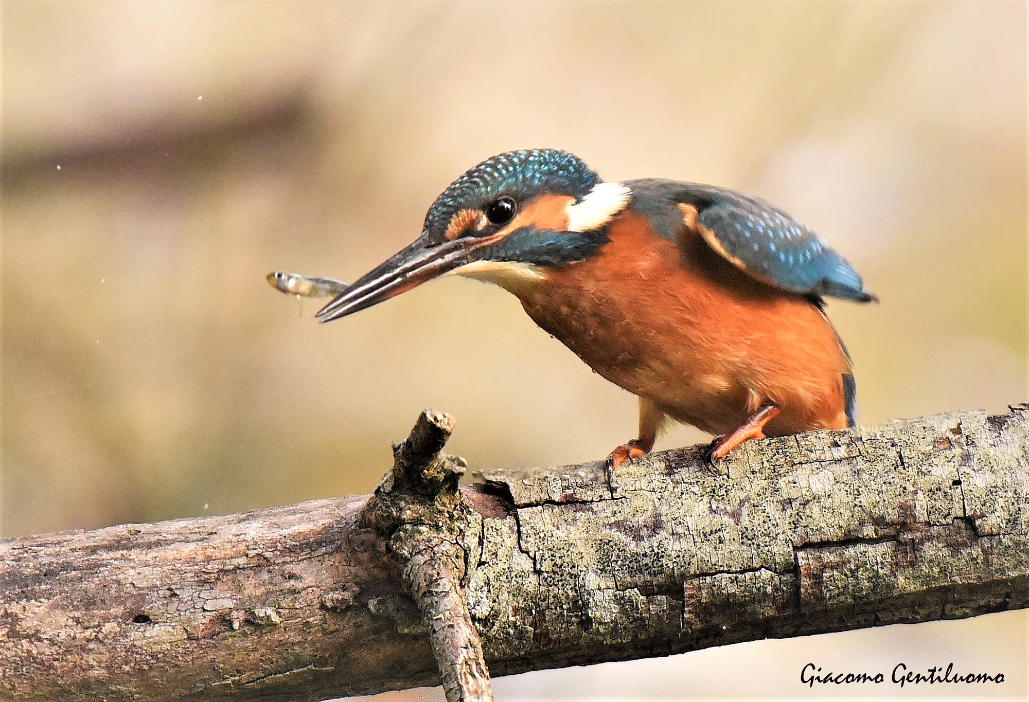 martinpescatore con piccolo pesce
