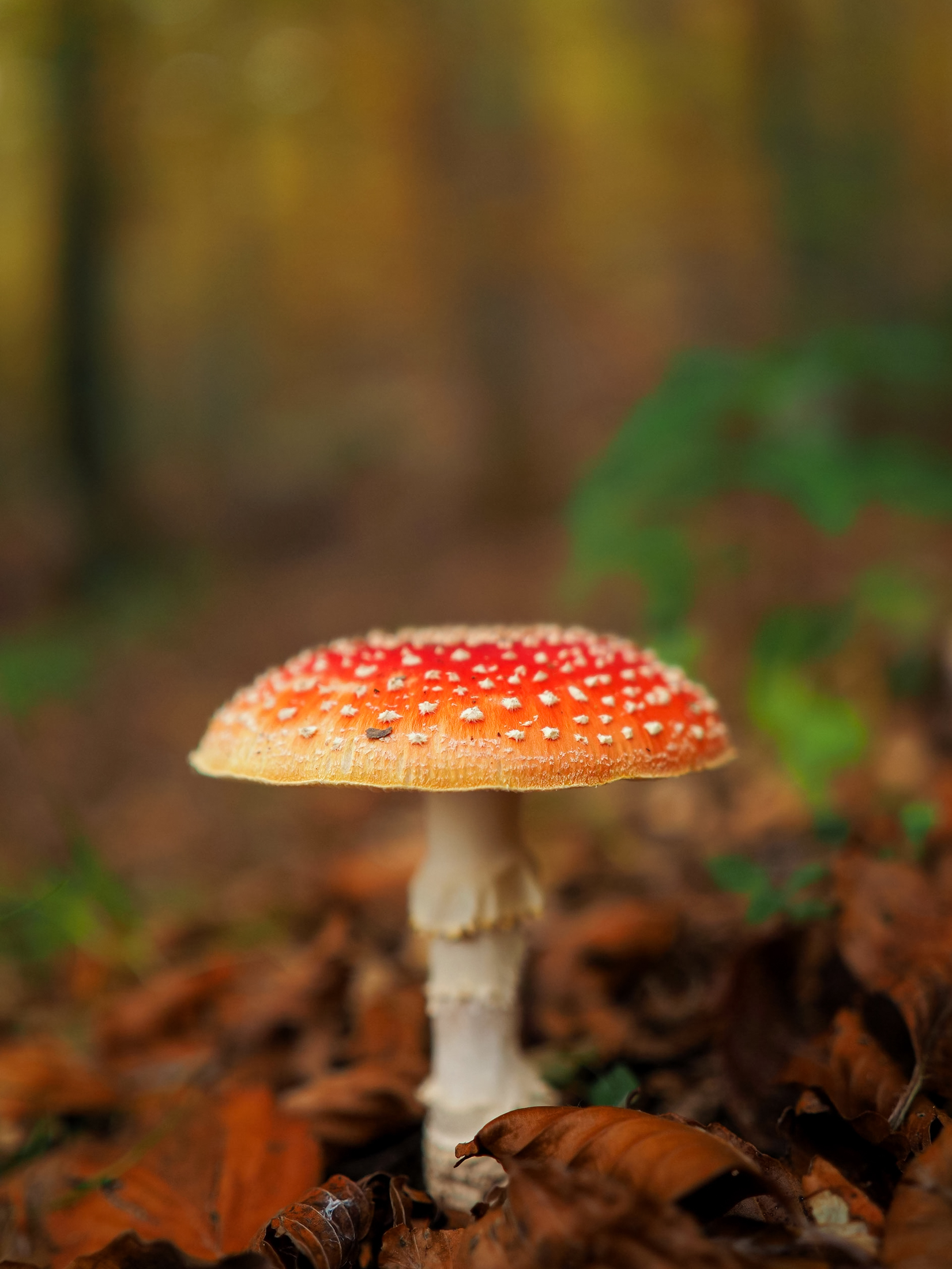 The Narciss of the Woods