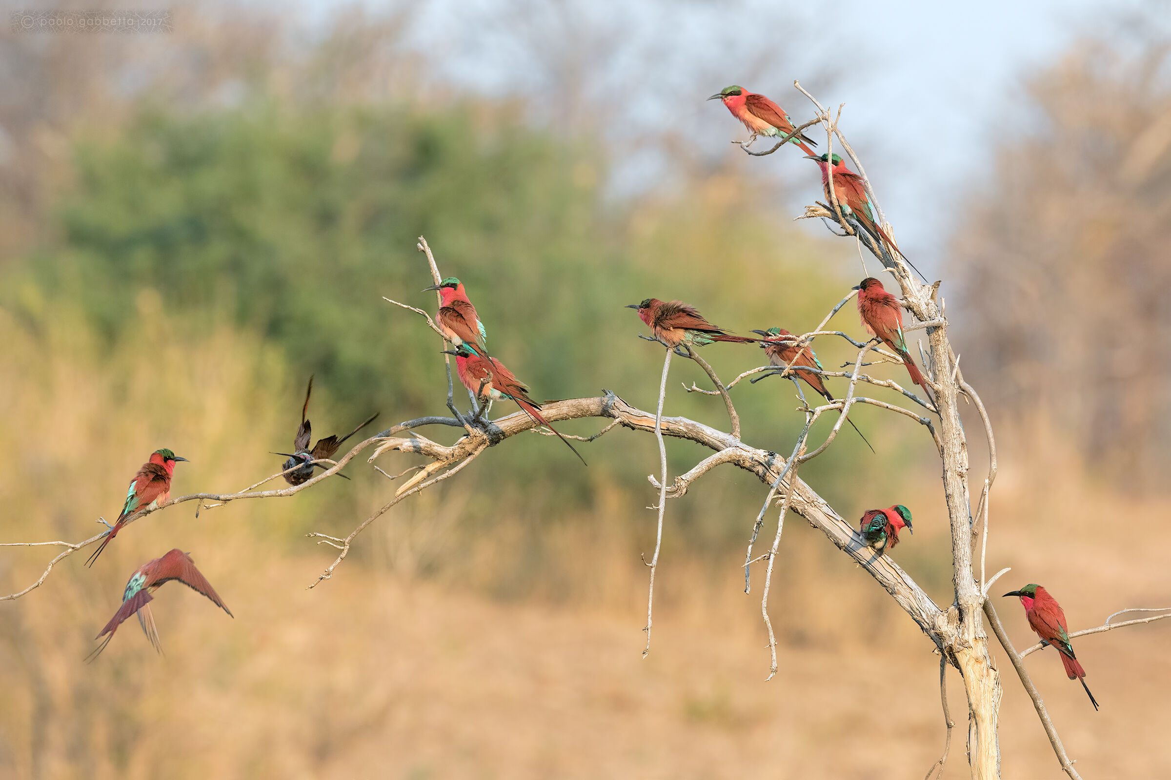 Red-throated carmine cranes