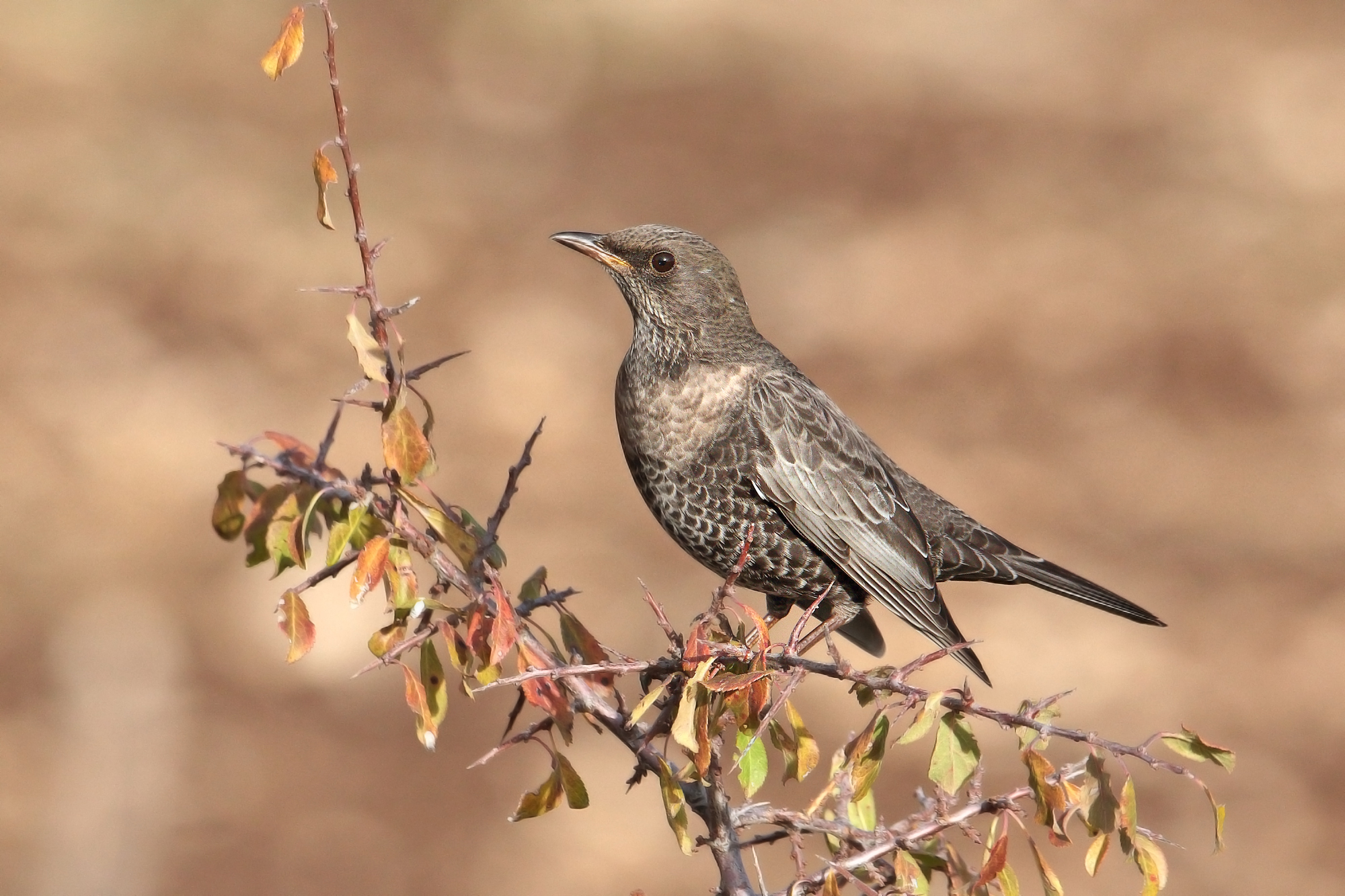 collared blackbird