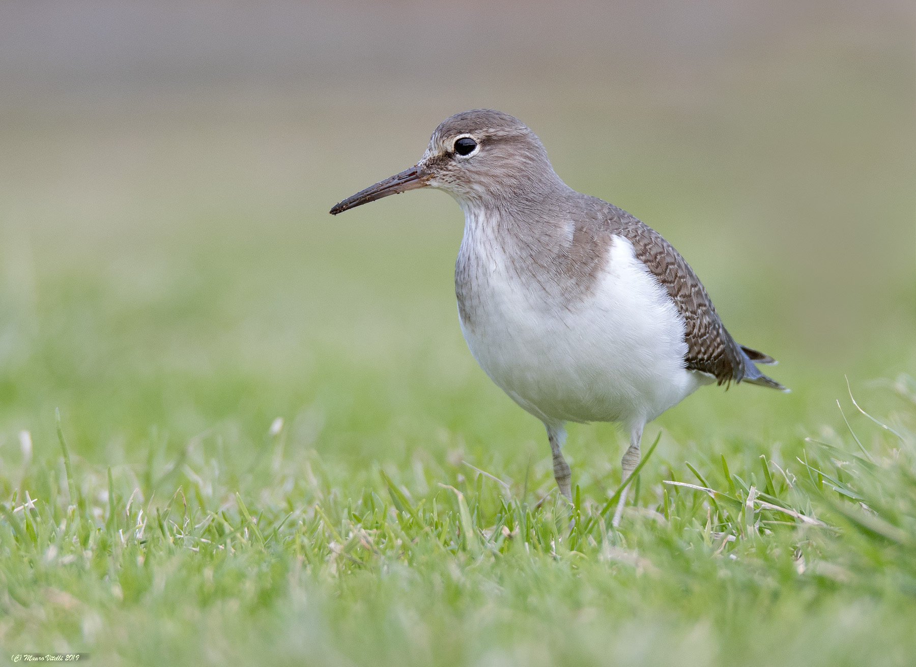 Small Pyro (Actitis hypoleucos)