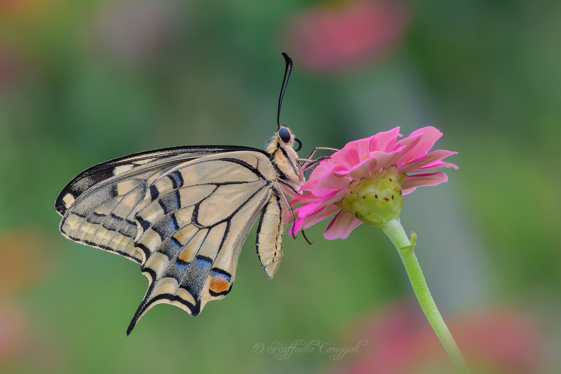 Papilio machaon