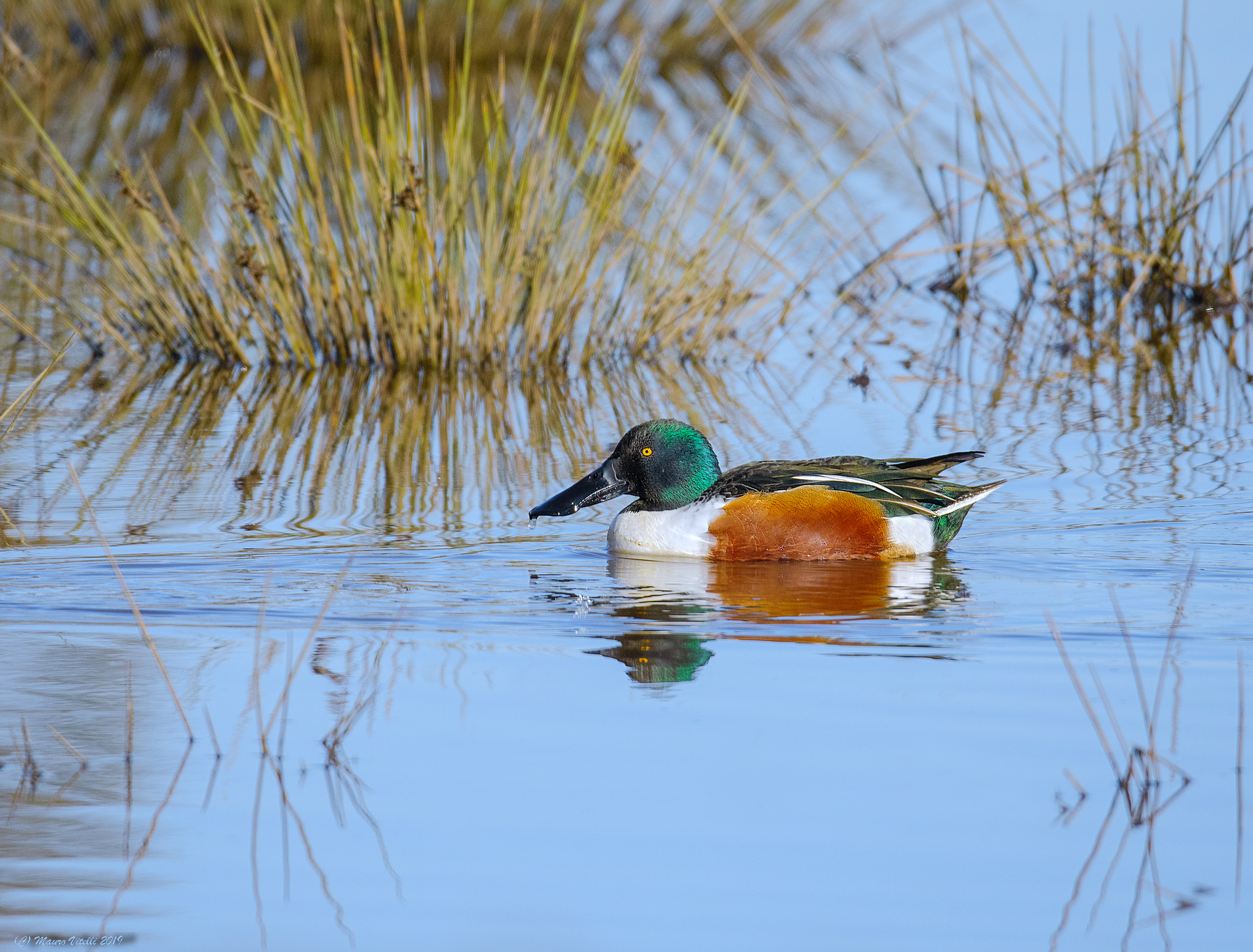 Mestolone (Anas clypeata)