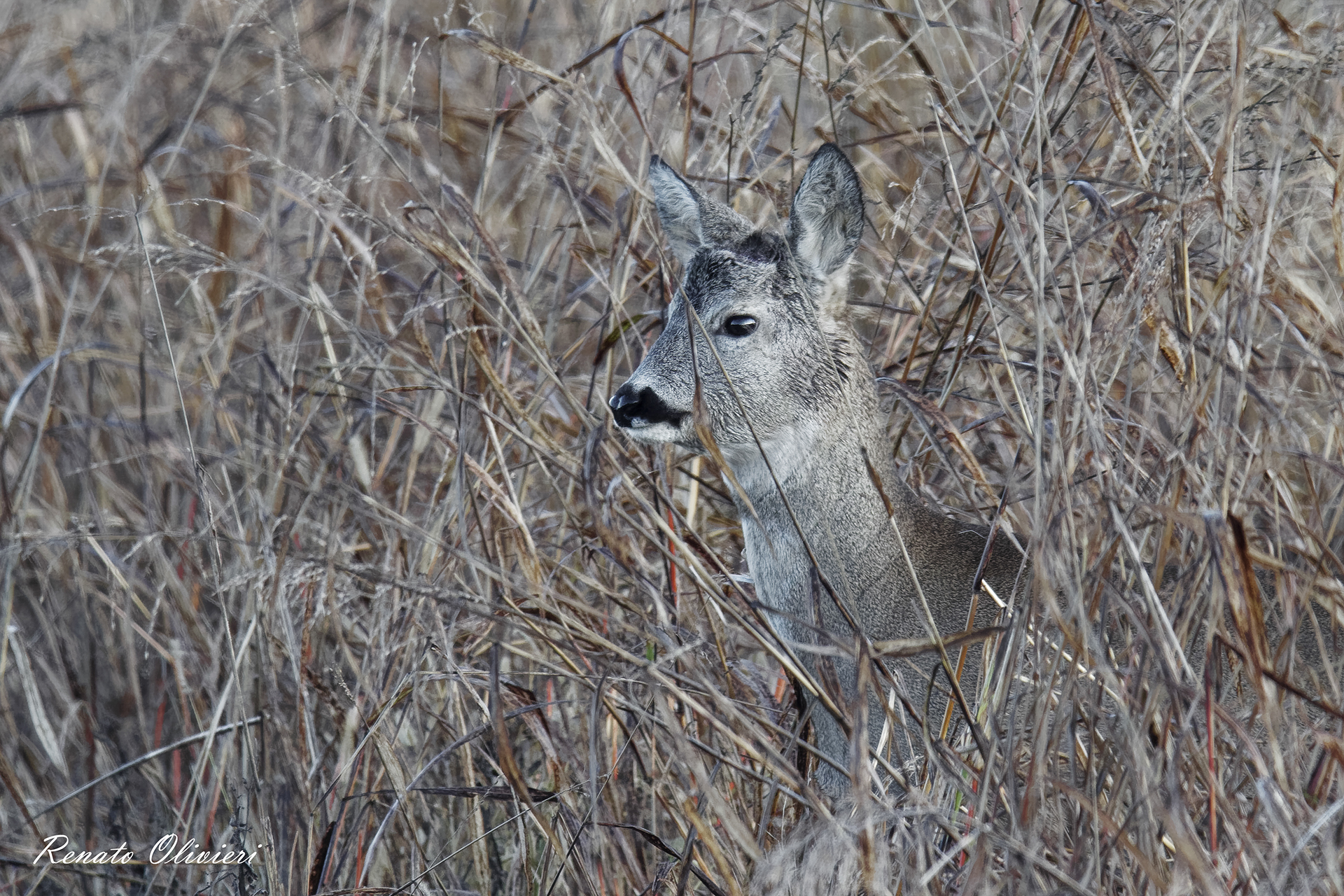 Capriolo tra i canneti