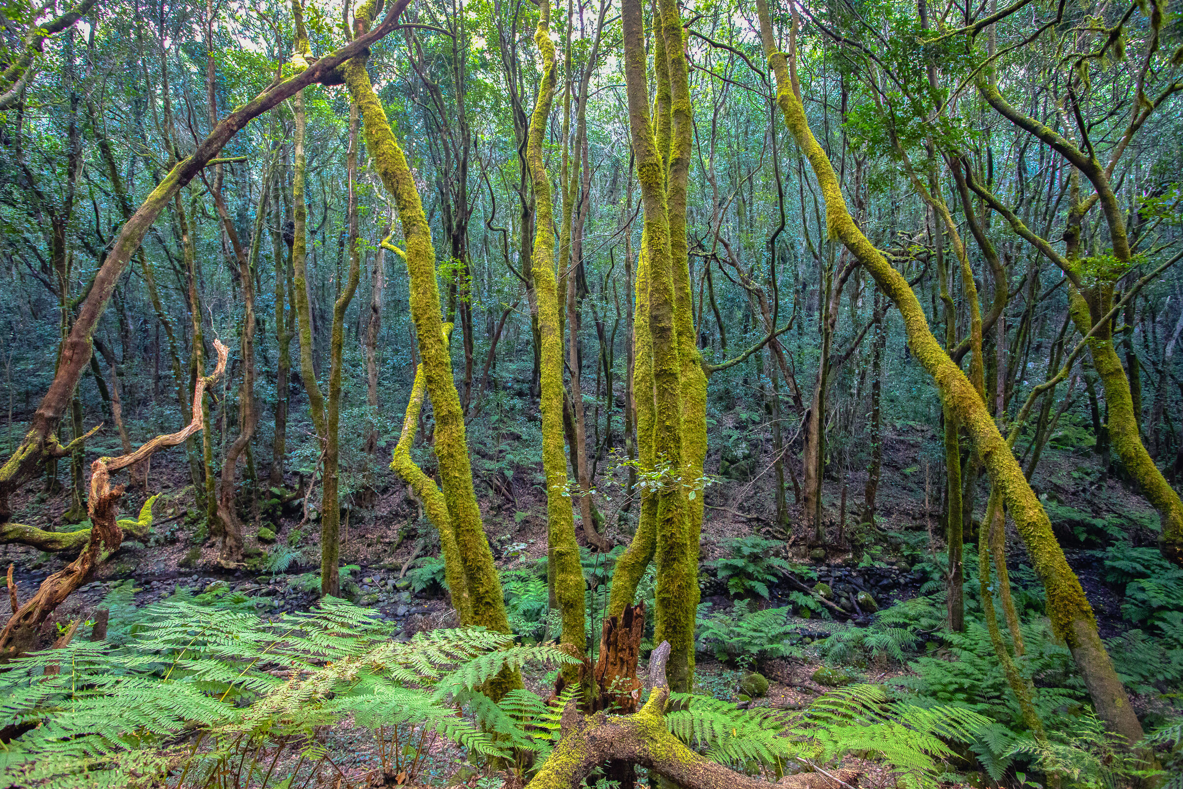 Parque Nacional de Garajonay, La Gomera