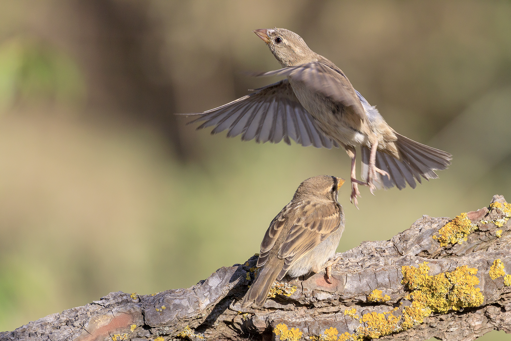 Common sparrow.