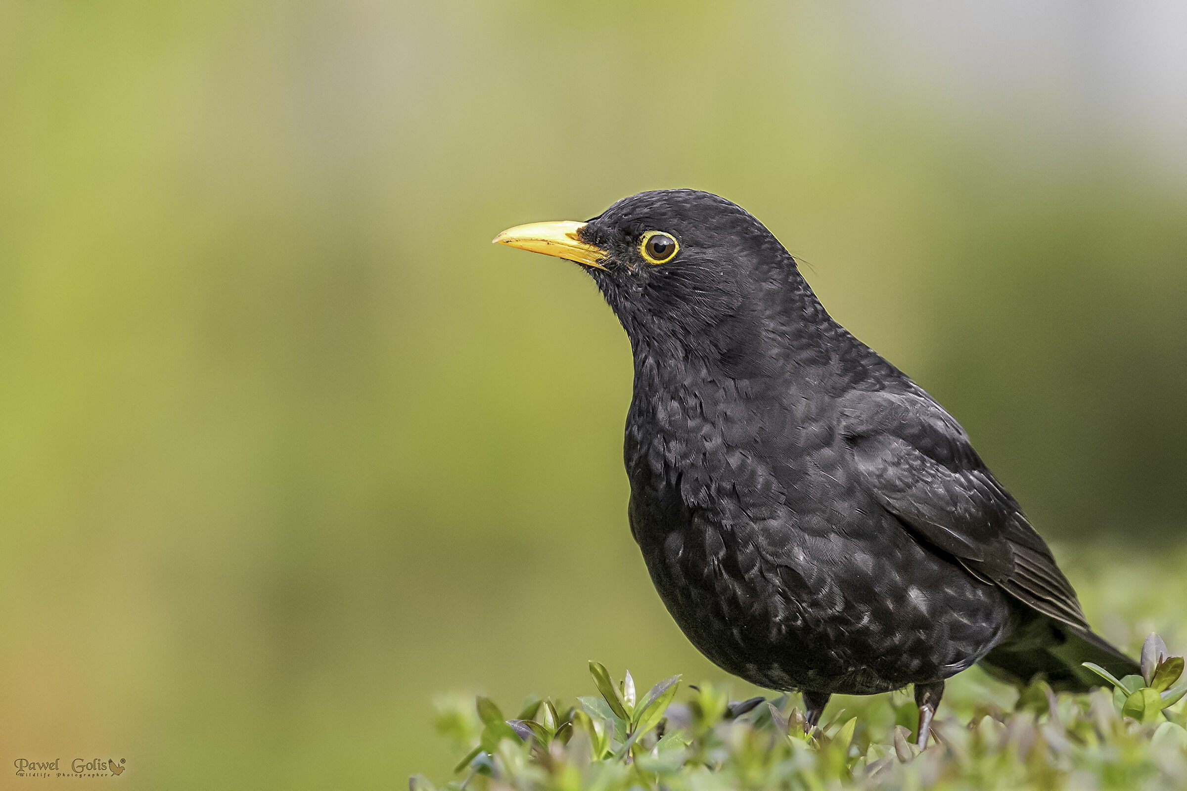 Uccello nero comune (Turdus merula)
