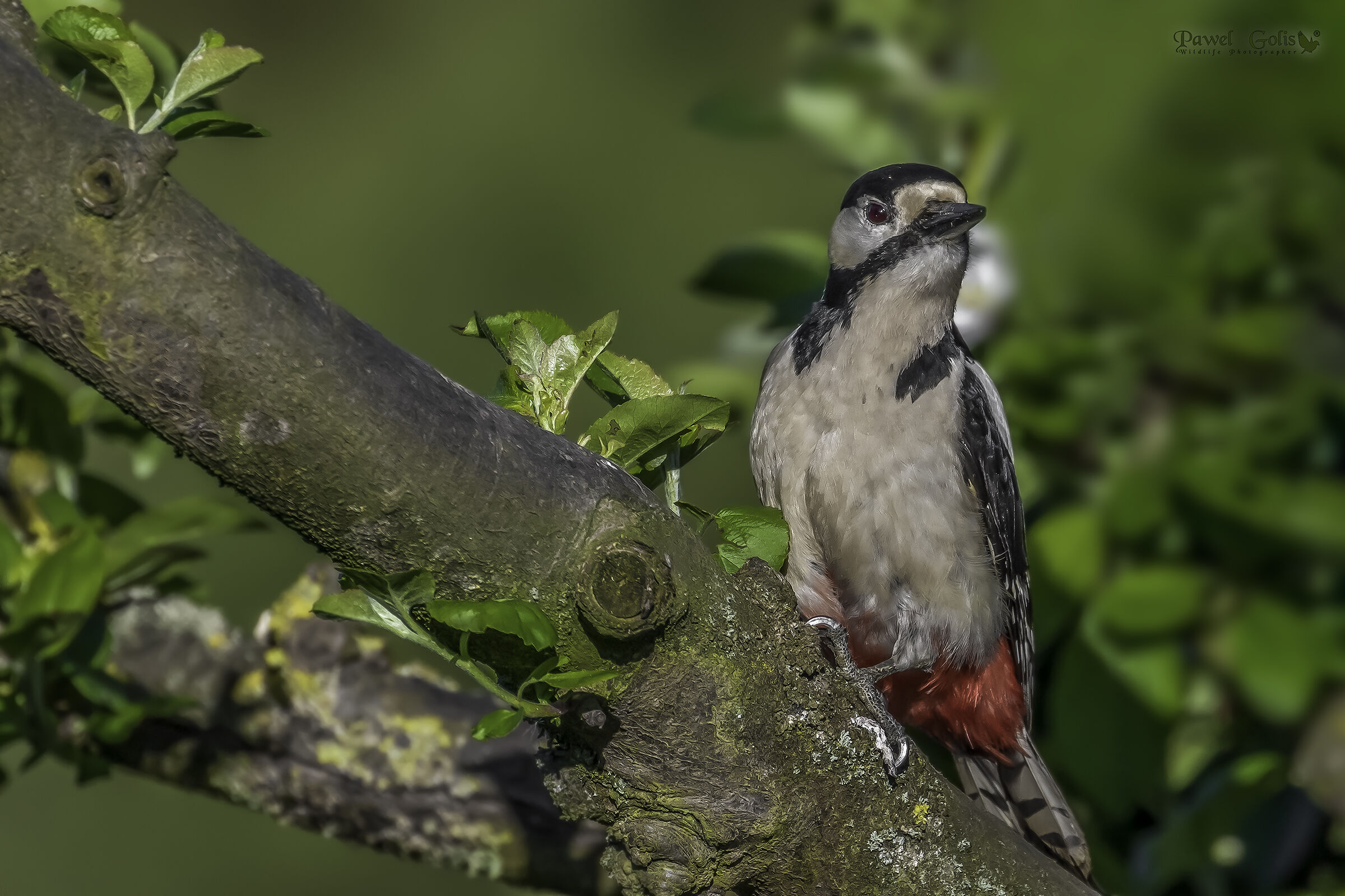 Il grande picchio maculato (Dendrocopos major)
