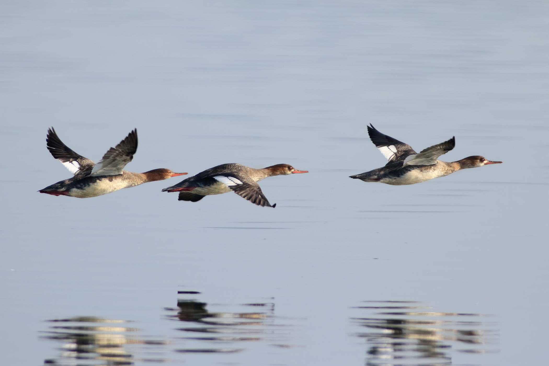 Smerghi minori - Femmine