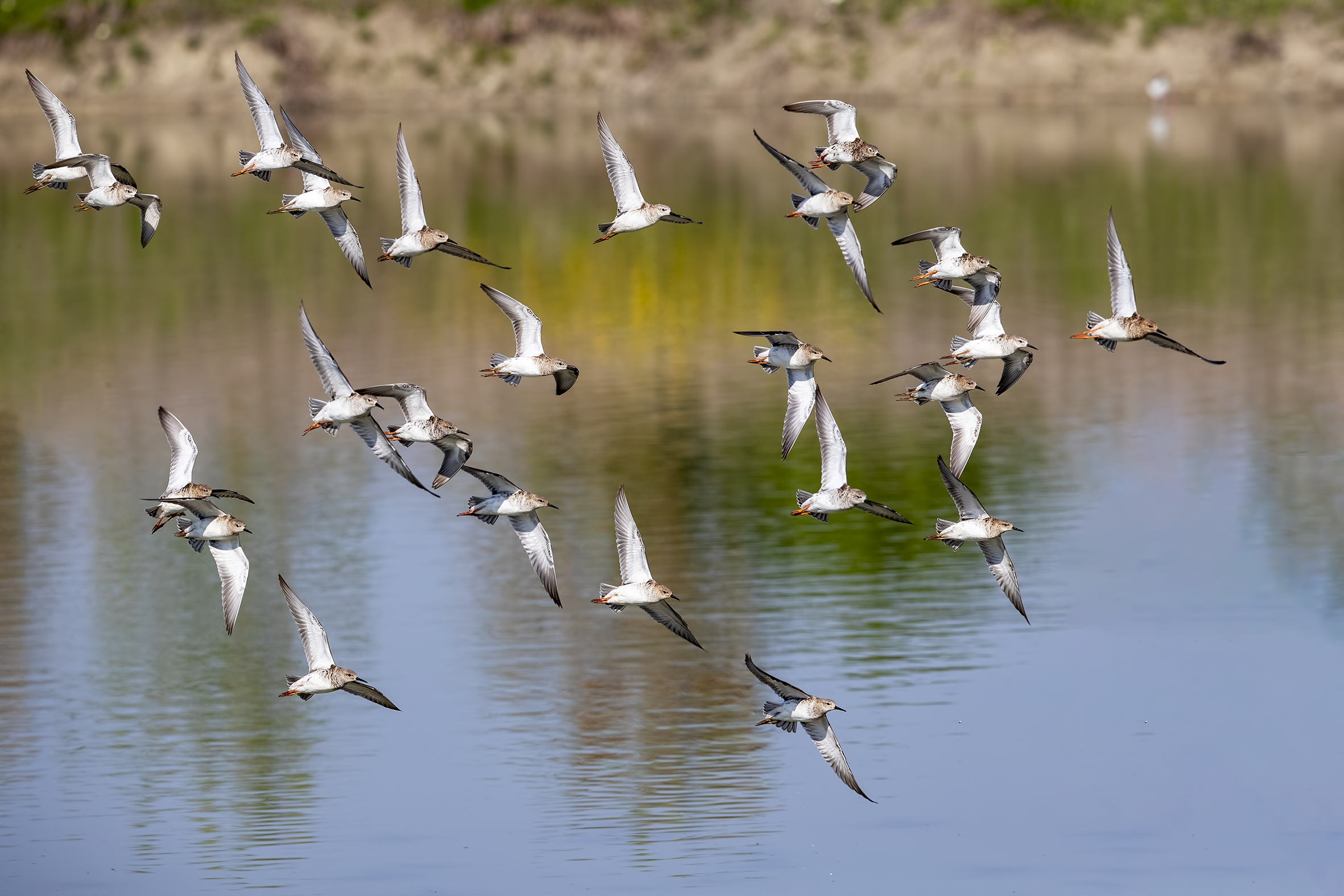 Combattente in volo